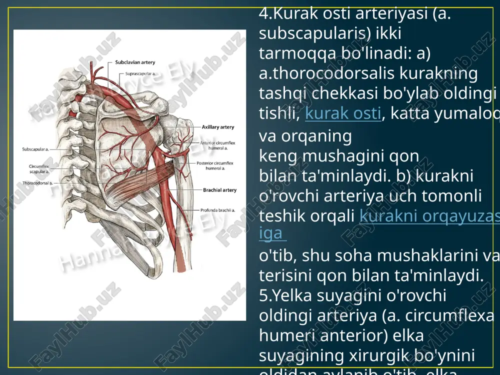 qõl va oyoq aryeriyalari anatomiyasi pptx - Page 3