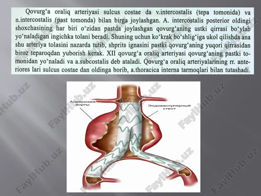 kõkrak va qorin aortasi anatomiyasi pptx - Page 3