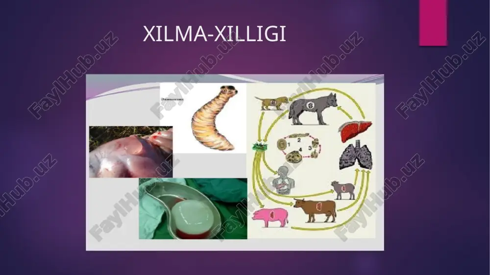i va ular asta-sekin yo‘qolib ketadi. faqat ko‘p shoxchali bachadon saqlanib qoladi. bular yetilgan bo‘g‘inlardir. cho’chqa solityori uning uzunligi 1,5–3 m, ba‟zan esa 5 m gacha borib, boshcha, ya‟ni skoleks, bo„yin va 900 tagacha bo„g„imlari bor. boshchasida 4 ta so„rg„ichi va xartumida ikki qator har xil katta-kichiklikdagi xitinli ilmoqchalari (22–32 tadan) joylashgan. mana shu ilmoqchalarining borligi tufayli cho„chqa tasmasimoni qurollangan tasmasimon deb ham ataladi. cho„chqa tasmasimoni proglottidalarining har birida yuzlab urug„donlar va uch bo„lakli bitta tuxumdon bo„ladi. bu chuvalchangning bachadoni qoramol tasmasimoni bachadonidan farq qilib, 7–12 tagacha yon shoxchalar chiqaradi va doimo tuxumlar bilan to„lib turadi. eng oxirgi yetilgan proglottidalarning uzunligi 10–12 mm va eni 5 mm atrofida bo„ladi. bundan tashqari, cho„chqa tasmasimonining yetilgan bo„g„imlari strobiladan birdaniga 5–7 talab uzilib, xo„jayini axlati bilan tashqariga chiqadi va bu bo„g„imlar harakatsiz bo„ladi. cho„chqa tasmasimoni lichinkasi ham xuddi qoramol tasmasimoni lichinkasi kabi sistitserk deyiladi. bu lichinka har xil to„qima va organlarda maxsus po„stlarga …