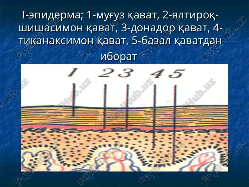 eri satxidan ko'tarilib turuvchi bo'shliiqsiz xosila. o'lchami 1-2 mm dan 5-10 mm gacha. infiltratsiya xisobiga xujayralar to'planishidan xosil bo'ladi. rangi qizg'ish, pushti rangda, tugunchalar emirilish xususiyatiga ega, o'rnida eroziya, yara , chandiq va teri atrofiyasini qoldirishi mumkin tugun- o'lchami 3-5 sm bo'lib, terining chuqur qavatlarida namoyon bo'ladi tugunlar teri satxidan ko'tarilib turishi yoki palpator ravishda aniqlanishi mumkin tugunlar yallig'langan va yallig'lanmagan xarakterga ega. yallig'langan tugunlarning rangi och pushti rangdan ko'kimtir qo'ng'ir ranggacha o'zgaradi. bunday tugunlar ko'p xolatlarda yaraga aylanib so'ng chandiqlanib bitadi. ba'zi xollarda so'rilishi natijasida atrofiyalangan chandiq qoladi. yallig'langan tugunlar moxov, sil va uchlamchi zaxm kasalliklarida uchrab turadi yallig'lanmagan tugunlar terining o'sma kasalliklarida biror bir to'qimaning o'sishi xisobidan xosil bo'ladi (teri fibromasi, lipomasi va x.k) odatda teri rangi o'zgarmaydi. qavarchiq: o'lchami 2mm dan 10 sm gacha bo'lgan, o'tkir yallig'lanish bilan kechadigan, qizil, och-pushti va oqish rangdagi izsiz yo'qolib ketuvchi toshma. xujayralar aro suyuqlik to'planishi xisobiga xosil bo'ladi dyuring dermatiti, …