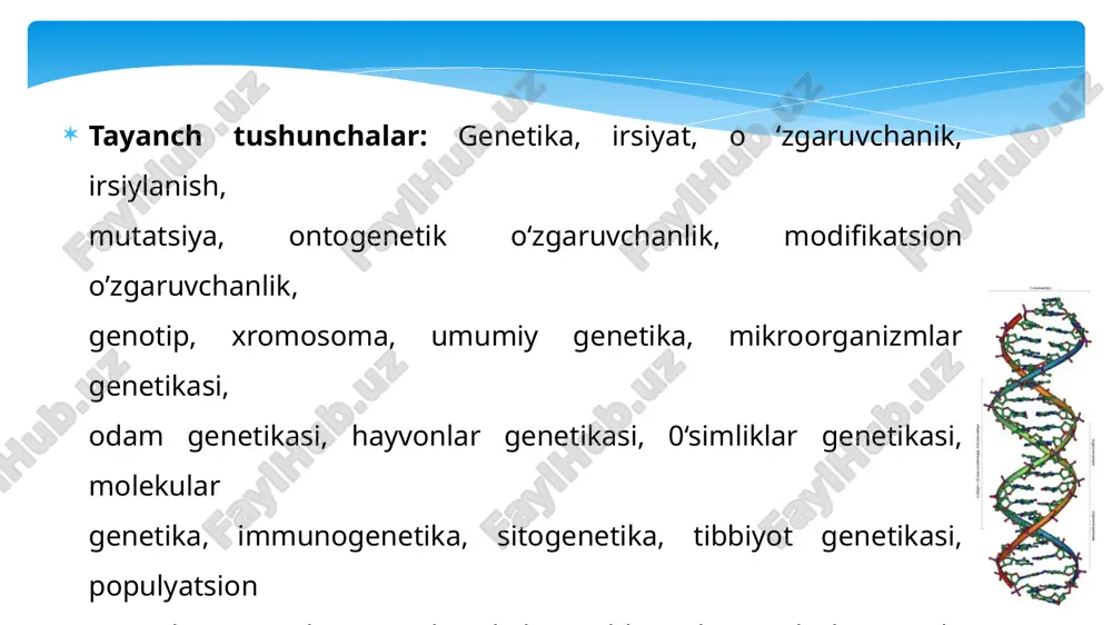 pdagi hamma o’zgarishiar ham nuqsonga sabab bo‘lmaydi. organizmning genotipi uning moslanish imkoniyatlarini va tashqi omillarga javoban reaksiya normasini belgilab beradi. organizm barcha belgilarining yigindisi genotipda kodlashtirilgan irsiy axborot tuzilishiga va uning ifodalanish (ekspressiya) darajasiga bogliq boladi. genotipdagi mutatsiyalar yoki o ‘zgarishlar neytral boiib, aksariyat hollarda, organizmlar fenotipik o‘zgarishiga olib kelmaydi. biroq, genotipdagi u ma’noga ega” genlar (ya’ni oqsil strukturasi o‘zgarishi bilan aloqador) o‘zgarishlar genotipni buzilishiga olib kelib, turli nuqsonlar keltirib chiqaradi. genotipdagi “ma’noga ega” bolgan mutatsiyalar sonini neytral mutatsiyalar soniga nisbati organizm genotipini o‘zgaruvchanlik darajasini ko‘rsatadi. irsiyatning moddiy asosi bolib bolinish jarayonida qiz hujayralarga taqsimlanish xususiyatiga ega bolgan hujayra yadrosining maxsus tuzilmasi — xromosomalar hisoblanadi. xromosomalar asosiy genetik tuzilmalar boiib, avloddan-avlodga o‘tish jarayonlarini ta’minlash uchun barcha zarur irsiy axborotga ega. hujayra bo‘linish davrida xromosomalar aynan o ‘ziga o ‘xshash xromosomalarni hosil qiladi. xromosoma chiziqli tartibda joylashgan genlaming tuzilishi bo‘lib, irsiy axborotni saqlash va o ‘tkazish funksiyasini bajaradi. genetikaning rivojlanish bosqichlari …