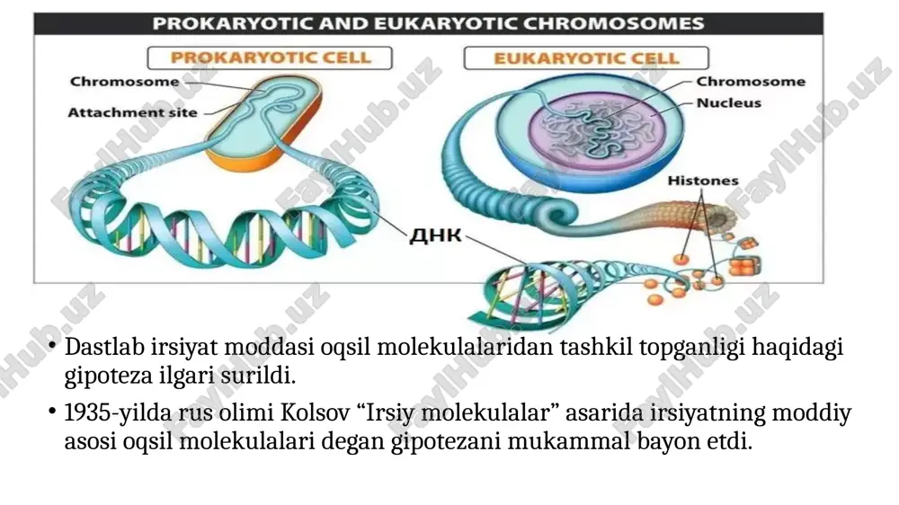 rnk polimeraza ii tomonidan gen transkripsiyasi yadro promotorining enxancerlari va silencerlar kabi uzoq masofali tartibga soluvchi elementlar tomonidan boshqarilishiga bog'liq. achitqida 5'-tata(a/t)a(a/t)(a/g)-3' ketma-ketligi 20% genlarda mavjudligi aniqlangan. xuddi shunday, odamlarda faqat 24% genlarda tata qutisini o'z ichiga olgan promotor hududlar mavjud. tata qutisini o'z ichiga olgan genlar odatda stressga javob berishda va metabolizmning ayrim turlarida ishtirok etadilar va bunday genlar boshqa genlarga nisbatan ancha yuqori tartibga solinadi. tata-box - bu eukaryotlarda transkripsiya boshlanishining birinchi bosqichi bo'lgan dastlabki kompleks hosil bo'lish joyi. oldindan boshlash kompleksining shakllanishi ko'p subbirlikli transkripsiya omili ii d ( tfiid ) tata-bog'lovchi oqsil (tbp) bo'linmasidagi tata qutisiga bog'langanda boshlanadi. transkripsiyani boshlash uchun transkripsiya omillari, tata bog'lovchi oqsil (tbp) va rnk polimeraza ii jalb qilinadi. ccaat qutisi (shuningdek , ba'zan caat qutisi yoki cat qutisi qisqartiriladi) ggccaatct konsensus ketma-ketligiga ega bo'lgan nukleotidlarning aniq namunasi bo'lib , ular dastlabki transkripsiya joyidan 60-100 tagacha yuqori qismida paydo bo'ladi . caat …