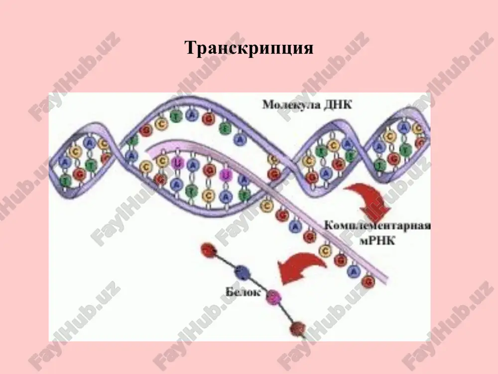 molekulyar biologiya: transkripsiyaning molekulyar asoslar - Page 3