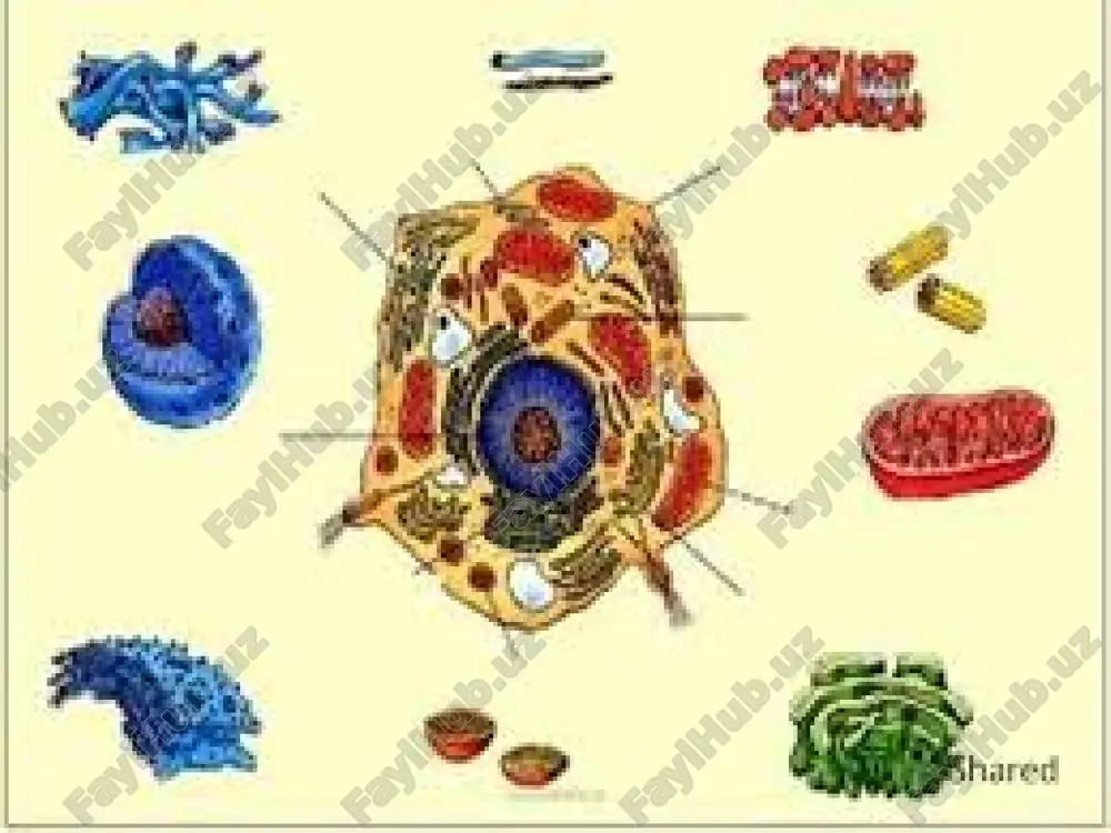 an organoid va kiritmalar sitoplazmaning doiraviy harakatlari(sikloz) tufayli o‘zaro bog‘liq bo‘lgan yaxlit sistemani hosil qiladi. gialoplazma-sitoplazmatik matriks –murakkab, rangsiz kolloid tizim bo‘lib ,suyuq holatdan,quyuq holatga o‘tish xususiyatiga ega.u hujayraning ichki muhiti bo‘lib,tiniq bir jinsli (gamogen) yoki mayda donador ko‘rinishga ega bo‘lgan,hujayra shirasi. gialoplazma tarkibiga 10% eruvchan oqsillar (glikoliz fermentlari , atf-aza) kiradi.demak gialoplazmaning oqsil tarkibi hilma-xil ular qand,azotli asoslar,aminokislatalarva lipidlar almashinuvini ta’minlovchi fermentlardir.gialoplazmaning bir qator oqsillari mikronaychalar tuzilmasini yig‘ish uchun zarur subzarrachalar bo‘lib xizmat qiladi. gialoplazma tarkibiga rnk, polisaxaridlar va lipidlar ham kiradi. gialoplazma orqali molekulalarni tashish amalga oshiriladi. gialoplazma tarkibini hujayraning bufer va osmotik xususiyatlari belgilaydi. sitoplazmatik matriksda organoidlar va kiritmalar joylashgan. 1.umumiy organoidlar. 2.xususiy organoidlar. endoplazmatik to‘r, goldji majmui mikrofilamentlar lizosoma sentrosoma plastida miofibrillalar tonofibrillalar nitrofibrillalar kiprikchalar xivchinlar mikrovorsinkalar organoidlar ikki xil bo‘ladi: endoplazmatik to‘r eukariot hujayrasining bir membranali o‘zora bog‘liq tuzilmalari-yassilashgan bo‘shliq, naycha, kanalga, pufakchalar tizimidan iboratorganoididir, membrana qalinligi 5-7nm. bu organoid 1945 yil k. porter tomonidan …