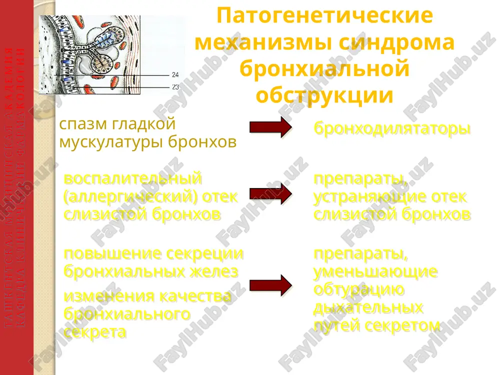 y v sutki. srednyaya tyajest ingalyatsionnie kortikosteroidi (beklometazona dipropionat) v doze 800-2000 mkg/sut. β2-agonisti korotkogo deystviya (salbutamol) po potrebnosti, no ne bolee 3-4 ingalyatsiy v sutki. tyajeloe techenie ingalyatsionnie kortikosteroidi (beklometazona dipropionat) v doze 800-2000 mkg/sut. podderjivayushie dozi peroralnix kortikosteroidov (prednizolon) dlitelnimi kursami ili postoyanno. β2-agonisti korotkogo deystviya (salbutamol) po potrebnosti, no ne bolee 3-4 ingalyatsiy v sutki. + teofillini dlitelnogo deystviya (teopek po 1 tabletke 2 raza/sut). + antixolinergicheskie preparati (ipratropiuma bromid). shag-1 bronxodilyatatori po trebovaniyu korotkodeystvuyushie v2-stimulyatori(do 1 raza v sutki) ingalyatsionno salbutamol(ventolin) 5 mg ili terbutalin 10 mg po 1-2 vdoxa tashkentskaya meditsinskaya akademiya kafedra klinicheskiy farmakologii shag-2 korotkodeystvuyushie v2-stimulyatori po trebovaniyu regulyarniy priem standartnix doz ingalyatsionnix kortikosteroidov: budesonid ili beklametazon ili regulyarno - kromolin (intal)ili nedokromil zamenit kromolin ili nedokromil na standartnie dozi steroidnix ingalyatorov, esli net effekta tashkentskaya meditsinskaya akademiya kafedra klinicheskiy farmakologii shag-3 korotkodeystvuyushie v2-stimulyatori po trebovaniyu regulyarnie standartnie dozi ingalyatsionnix ks plyus regulyarniy …