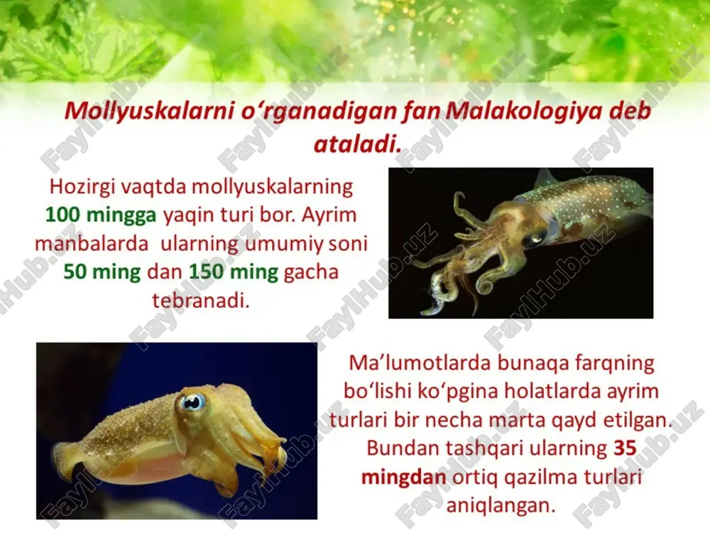 molyuskalar haqida - Page 3