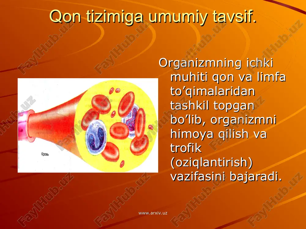 kam bo’lsa ovqatlanganda, ish bajarganda, kasallik vaqtida ko’payadi. nur kasalligida kamayadi. 1mm kub qonda 500dan kamayib ketsa odam o’ladi. www.arxiv.uz www.arxiv.uz leykositlar 8 – 12 kun yashaydi. donali leykositlar granulositlar, donasizlar agranulositlar deyiladi. katta hajmdagi leykositlar 13 – 25 mkm monositlar,eng kichiklari 6 – 14 mkm limfositlardir. ranglar bilan bo’yalishiga ko’ra leykositlar, neytrofil, eozonofil, bazofil bo’ladi. organizmni mikroblardan himoya qiladi. neytrofillar 5-25,monositlar 100ga yaqin bakteriyani yutib xalok bo’ladinatijada yiring xosil bo’ladi. www.arxiv.uz www.arxiv.uz www.arxiv.uz www.arxiv.uz qon plastinkalari trombositlar oval yoki doira shaklida,yadrosiz tanachalar 1mm kub qonda 180000-320000 bo’ladi. ko’pchilik qismi jigar, o’pka va taloqda saqlanib, eritrositlarga nisbatan 3baravar kichik.o’rtacha umri 4 kun. jismoniy mehnat, ovqatlanish vaqtida ortib boradi. jarohatlarni fibrin iplari va eritrositlardan tromb xosil qilib yamaydi, qon oqishini to’xtatadi. www.arxiv.uz www.arxiv.uz qon funksiyalari. tashuvchanlik. nafas. oziqlantirish. ekskretor. termoregulyator. gemeostaz. suv – tuz almashinuvi. himoya. gumoral boshqaruv. kreator bog’lar xosil qilish. www.arxiv.uz www.arxiv.uz qonning fizik va kimyoviy xossalari. eritrositlar tarkibidagi …