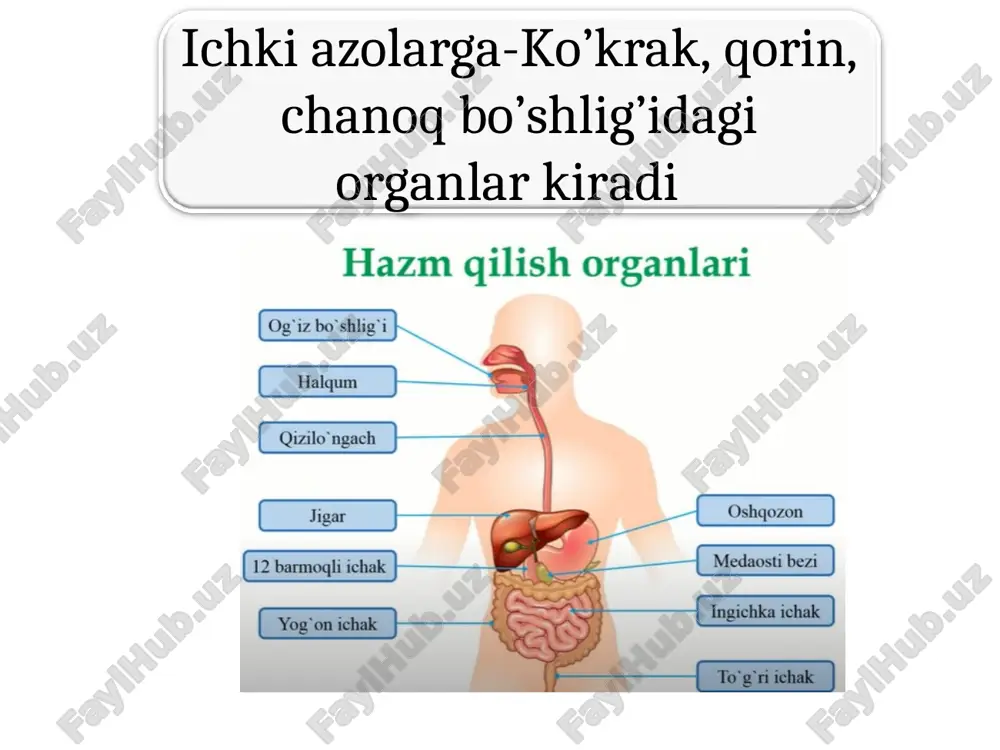 oylashgan. ovqatni qabul qilishda, chaynashda, halqumga yo’naltiradi. varaqasimon. kitob varaqlari kabi tilning yonlarida j,gan. tam bilishda hizmat qiladi. halqa b,n o’raglan. 7-15 ta b/b, til ildiz b,n tanasi chegarasida j,gan. tam bilishda hizmat qiladi. zamburug’simon. uchi yonida joylashgan. tam bilishda hizmat qiladi. 1 engak til osti muskuli. pastki jag’ suyaginining o’simtasidan boshlanib tilga tutuashadi. qisqarsa til orqaga pastga tortadi. 2 til osti muskuli. til osti suyagidan boshlanib, tilning yon tomonlariga tutashadi. til orqaga pastga tortadi. 3 bigz til muskuli. chakka suyagining bigzsimon o’sig’idan bsohlanib, tilning yon boshiga tutashadi. til orqaga pastga tortadi. til. faqat hazm azolariga kirmasdan, so’zlashda, talaffuz vositasida qatnashadi. old-uchi, o’rta til tanasi, orqa til ildizidan iborat. ustki yuzasida 4 xil so’rg’ich bor. til muskullari xususiy va sklet muskullaridan iborat. sklet muskullari 3 qismdan iborat, skletdan boshlab, tilga tutashadi 1 quloq oldi. yuz terisi ostida, chaynov muskuli ustida joylashgan. alohida bo’lakchalardan iborat. 25-30 g. fibroz parda bilan o’ralgan. …