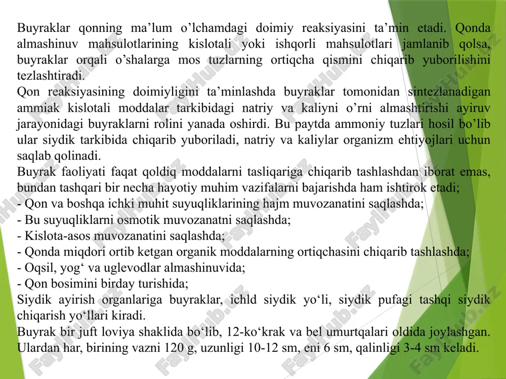 assasi 120 g ga yaqin. buyraklar umurtqa pog’onasining bel qismida ya’ni i va ii bel segmentlari darajasida joylashgan. o’ng buyrak chap buyrakdan 2-3 sm pastda joylashgan. har bir buyrakning yuqorigi uchida buyrak usti bezlari yotadi. buyrakning ichki botiq chekkalarida chuqur kesmalar bor, bular buyraklar darvozalaridir. bu yerdan buyrak arteriyasi kirsa, buyrak venasi va siydik yo’li chiqadi. buyrak moddalari juda yengil ajraladigan fibrozli kapsula bilan zich qoplangan. tashqi tomondan buyraklar yog’li kletchatka qatlami – yog’li kapsula joylashgan. buyraklarda qon bilan kelgan moddalardan siydik hosil bo’ladi. buyrakni bo‘ylamasiga kesib qaralganda, uning to'qimasi ikki qavatdan; tashqi qoramtir po‘st qavat va ichki oqimtir magiz qavatdan iborat ekanligi ko‘rinadi. buyrak to'qimasi murakkab mikroskopik tuzilishga ega bo’lgan nefronlardan tashkil topgan. har qaysi buyrakda 1 mln. atrofida nefron bor. nefronlar buyrakning ish boshqaruvchi asosiy tuzilmasi hisoblanadi. ular murakkab tuzilgan. unda tashqi ancha qoramtir po’stloq qatlami va ichki, mag’iz qatlami farqlanadi. buyrakning po‘st qavatida voronka shakldagi shumlyanskiy kapsulasi …