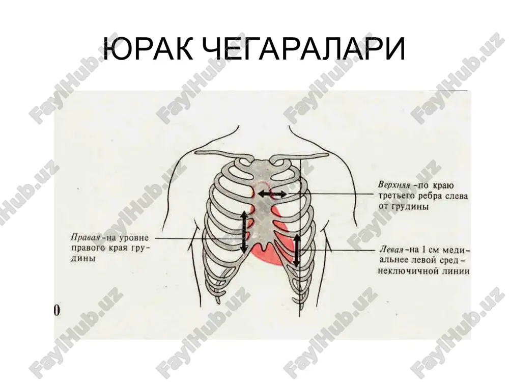 chuzilsa,sistolada shuncha kuchli kiskaradi yoki geterometrik uz-uzidan boshkarilish * venoz okimni uzgarishida yurak kiskarishini uzgarishi strelka bilan venoz okimni kupayishi kursatilgan yurak kiskarish va chuzilish uzaro muvofikligi (starling konuni) boudicha pillapoyasi (1871) yurak tsikli fazalari sistola diastola a –asinxronnoe kiskarish; b – izometrik kiskarish; v –kon xaydalishi; g – protodiastolik davr; d – izometrik bushashish; e –konga tulish fazasi; yurak tsikli fazalari korinchalar sistolasi 0,33 sek taranglashish fazasi 0,08 sek; asinxron kiskarish fazasi 0,05 sek; izometrik kiskarish fazasi 0,03 sek; kon xaydash fazasi 0,25 sek; tez xaydash fazasi 0,12 sek; sekin xaydash fazasi 0,13 sek. 2.korinchalar diastolasi 0,47 sek; protodiastolik davr 0,04 sek; izometrik bushashish fazasi 0,08 sek; korinchalar tulish fazasi 0,25 sek; tez tulish fazasi 0,08 sek; sekin tulish fazasi 0,17 sek; presistolik davr 0,10 sek. yurak tsiklining turli fazalarida yurak bushliklaridagi bosim yurak tsiklining turli fazalarida aorta,bulmacha va korinchalardagi bosim diastola davrining davomiyligi zarur: 1) na-k nasosi ishi …
