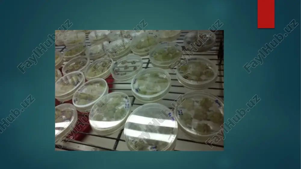 temir xelati toʻq rangli shisha idishda saqlanadi. vitaminlarning oʻta toʻyingan eritmalari alohida–alohida tayyorlanadi va penitsillin idishlarida saqlanadi. eritmalar tayyorlash uchun vitaminlar oʻn martalik ogʻirlikda oʻlchanib 10 ml suvda eritiladi. shu eritmaning 1 ml miqdori 1 litr murasige-skuga eritmasini tayyorlash uchun kerak boʻladi. oʻlchami 1 litrli kimyoviy stakanga saxaroza olib idishning yarimigacha distillangan suv qoʻyib isitiladi, saxaroza erigandan soʻng, xona haroratigacha sovitiladi va unga makro-mikrotuzlarning boshlangʻich eritmalari va vitaminlar kerakli miqdorda solinadi. fitogormonlar klassifikatsiyasi va ularning hususiyatlari fitogormonlar (fito... va gormonlar), o‘stiruvchi moddalar - o‘simliklarda hosil bo‘lib, ularning o‘sishi va meva hosil qilish jarayonlarini boshqarishda ishtirok etadigan yuqori fiziologik faol moddalar. o‘simliklar hayvonlar kabi gormon ishlab chiqaradigan maxsus sekretor organlariga ega emas. fitogormonlarga, odatda, auksinlar, gibberellinlar, sitokinin (kinin)lar, fenoksiatsetat kislota , etilen va boshqa kiradi. auksinlar auksinlar (lot. auxano — oʻstiraman) — oʻsimlik organizmida paydo boʻladigan, uning oʻsishi uchun zarur fiziologik faol moddalar. hozir auksinlarning uch xili maʼlum: ssauksin (auksentriol kislota …