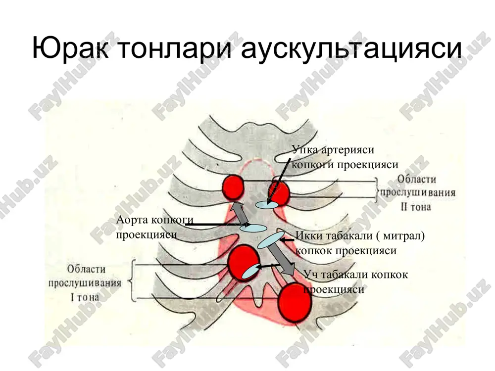 kalgan va oson usuldir. klinik tekshirishlar taxlillari bilan birgalikdagina ekg kursatkichlari yurak patologiyasini aniklashda katta axamiyatga ega. rezyume: vektorkardiografiya-yurak-tomirlar kasalliklariga tashxis kuyishda keng kullanilmaydi, uni ba'zi bir klinik vaelektrokardiografik kursatkichlarda tavsiya etiladi. eps –usuli yurak aritmiyasini aniklashda katta axamiyatga ega. uni kullash endilikda keng yulga kuyilyapti. vektorkardiografiya ballistokardiografiya toni serdtsa mishechniy klapanniy sosudistiy komponent komponent komponent 1-y ton - sistolicheskiy 2-y ton – diastolicheskiy 3-y ton – diastolicheskiy 4- ton – predserdno -sistolicheskiy 1-y ton 2-y ton 3-y ton 4-y ton 1. vozbujdenie sinusovogo uzla. smesheniya net 2. vozbujdenie predserdiy. formirovanie zubtsa r. 3. vozbujdenie av-uzla i puchka gisa. smesheniya net. 4. vozbujdenie peregorodki. nachalo qrst kompleksa. 5. aktivatsiya stenok jeludochkov. zavershenie qrst kompleksa. 6. polnoe vozbujdenie jelu- dochkov. smesheniya net 7. repolyarizatsiya jeludochkov. formirovanie zubtsa t. 8. sledovaya aktivatsiya jeludochkov. zubets u. ris. . formirovanie osnovnix zubtsov (smesheniy ot izoelektri- cheskoy osi) elektrokardiogrammi.