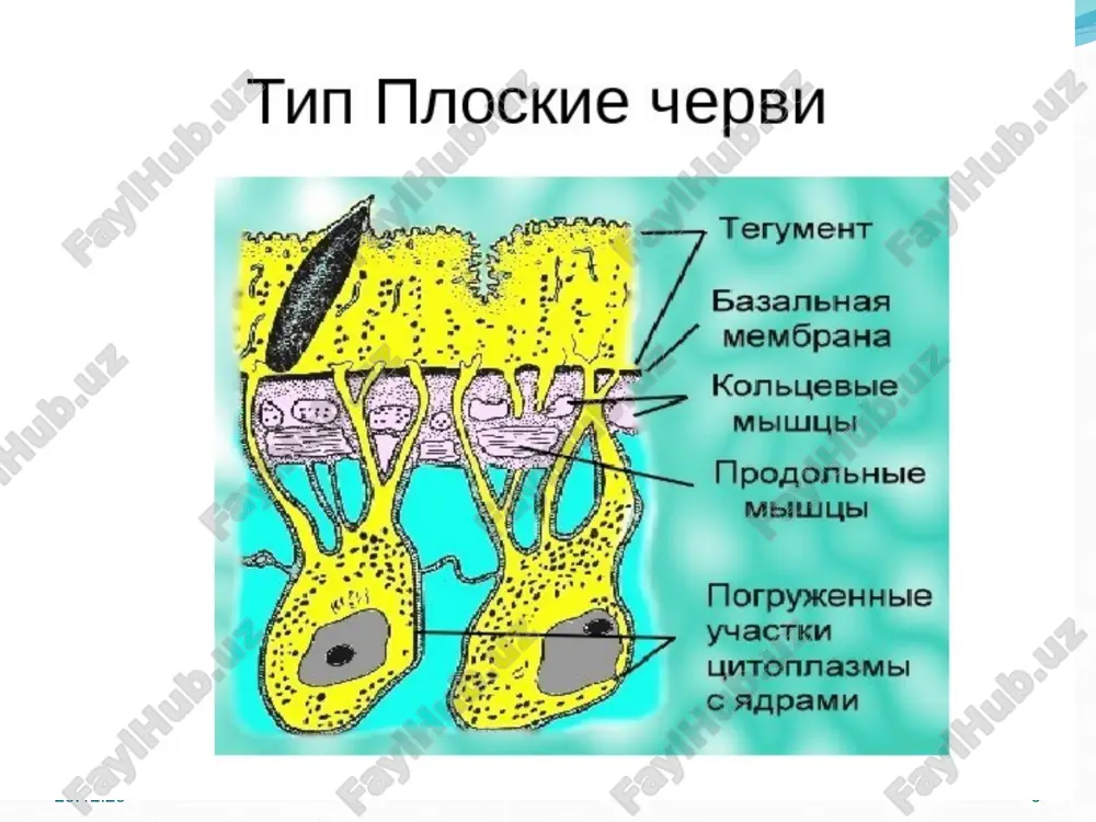 hida siydik pufagiga, pufak esa tashqariga ochiladi. qovuq xalta, v yoki y shaklida bo'lishi mumkin. azotli ekskretsiyaning chiqishi tegument orqali sodir bo'ladi. * * * * * * * * nerv sistemasi ortogon tipda tuzilgan bo'lib, bir juft miya gangliylaridan hamda ulardan oldinga va orqaga ketadigan uch juft bo'ylama nerv stvolidan iborat. nerv stvollari ko'ndalang nerv tolalar bilan qo'shilgan. bo'ylama nervlardan ayniqsa, qorin nerv stvoli yaxshi rivojlangan. sezgi organlari voyaga yetgan hayvonlarda rivojlanmagan, suvda erkin suzib yuradigan lichinkalaming bir yoki ikki juft oddiy ko'zchalari - teri retseptorlari bo'ladi. * * jinsiy sistemasi. ko'pchilik so'rg'ichlilar germafrodit; jinsiy sistemasi xilma-xil va murakkab tuzilgan. erkaklik jinsiy organi qorin so'rg'ichidan orqaroqda joylashgan bir juft urug'dondan iborat. urug'donlardan bittadan urug' yo'li boshlanadi. qorin so'rg'ichidan keyinroqda urug’ yoilari qo‘shilib, urug’ chiqarish nayini hosil qiladi. bu nay urug'lantiruvchi organ ichidan o‘tadi. urugiantiruvchi organ maxsus xaltacha - jinsiy kloakada joylashgan. tuxumdoni bitta; urug‘donlardan keyinroqda joylashadi. tuxumdon ootip deb …