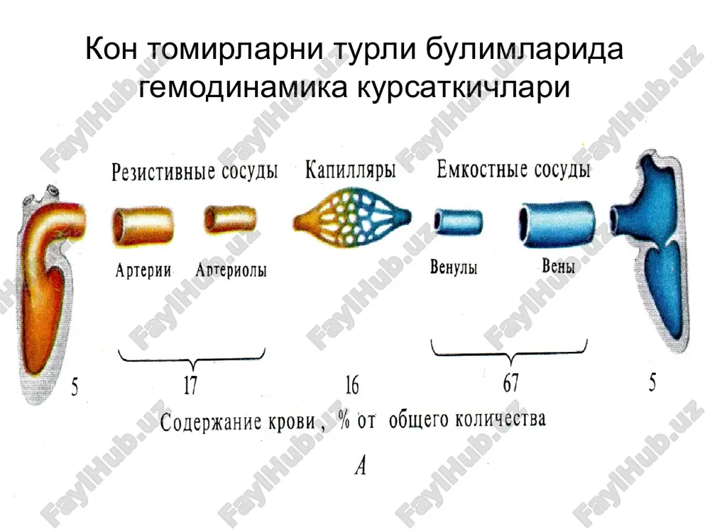 umoral boshkarilish angiotenzin-2 atriopeptid noradrenalin adrenalin prostaglandinlar vazopressin plazmakininlar endoteliy bilan gumoral boshkarilish endotelin azot oksidi (no) metobolitlar bilan gumoralboshkarilish laktat va bosh. (<ph) tukimalar kininlar gistamin, adf * kon aylanishini nerv bilan boshkarilishi yug sxemasi renin ishlab chikarish uchun sabablar koptokchalarga keluvchi arteriolalarda bosimni pasayishi beta-adrenoretseptorlar orkali yukg ni simpatik stimulyatsiyasi distal kanalchalarda natriyning ortikcha mikdori yoki natriyning kondagi kontsentratsiyasini pasayishi * renin-angiotenzin-aldosteron sistemasi * «bosim – natriyurez – diurez» mexanizmi * gipernatriimiyada ab kutarilish mexanizmi konda nariy mikdorini ortishi, kon xajmini ortishiga olib keladi. endoteliyda natriyni tuplanishi, endoteliyni shishishiga va arteriolalar ichini torayishiga olib keladi. tomir sillik mushaklari xujayralaridagi ortikcha natriy, ularni kuzgaluvchanligini oshiradi. * suyuklik xajmini ab ga ta'siri mexanizmi * perestroyka reflektornoy samoregulyatsii ad * ab doimiyligini ta'minlovchi funktsional tizim turli a'zolarda arterial tomirlar maksimal kengayganda kon aylanishini uzgarishi * jismoniy mexnatda a'zolarda kon aylanishini kayta taksimlanishi * tinch xolatda turgan odamni ab ga gidrostatik bosimni …
