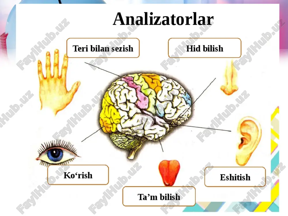 litelnoy ili medikamentoznoy intoksikatsii ulitki, gidropse labirinta. rechevaya audiometriya vajnoe znachenie pri reshenii voprosa o sluxoprotezirovanii. krivie razborchivosti rechi otlichayutsya pri razlichnix vidax tugouxosti. v otlichie ot konduktivnoy tugouxosti, pri neyrosensornoy – nikogda ne dostigaetsya 100% razborchivost rechi. igrovaya audiometriya ispolzuetsya dlya issledovaniya sluxa u detey v vozraste ot 3 do 5 let. ob'ektivnie metodi issledovaniya sluxa akusticheskaya refleksometriya; registratsiya sluxovix vizvannix potentsialov; otoakusticheskaya emissiya; akusticheskaya refleksometriya adekvatniy razdrajitel - tonalnie ili shumovie signali, intensivnost kotorix previshaet porogovie znacheniya. v norme porog - 80-90 db. pri konduktivnoy tugouxosti porog akusticheskogo refleksa otsutstvuet na storone porajeniya, pri neyrosensornoy - snijaetsya. registratsiya sluxovix vizvannix potentsialov a) korotkolatentnie (ulitki, sluxovogo nerva, stvola mozga) b) srednelatentnie v) dlinolatentnie a) i b) - registriruyutsya v pervie chasi jizni rebenka. eshitish organining funktsional rivojlanishi 6-7 yoshgacha davom etadi, 14-15 yoshda eshitish sezgilari susayadi. so`ngra orta boradi. odam qo`log`ining tovush sezadigan muayyan chegarasi bo`lib, sekundiga 16 dan …