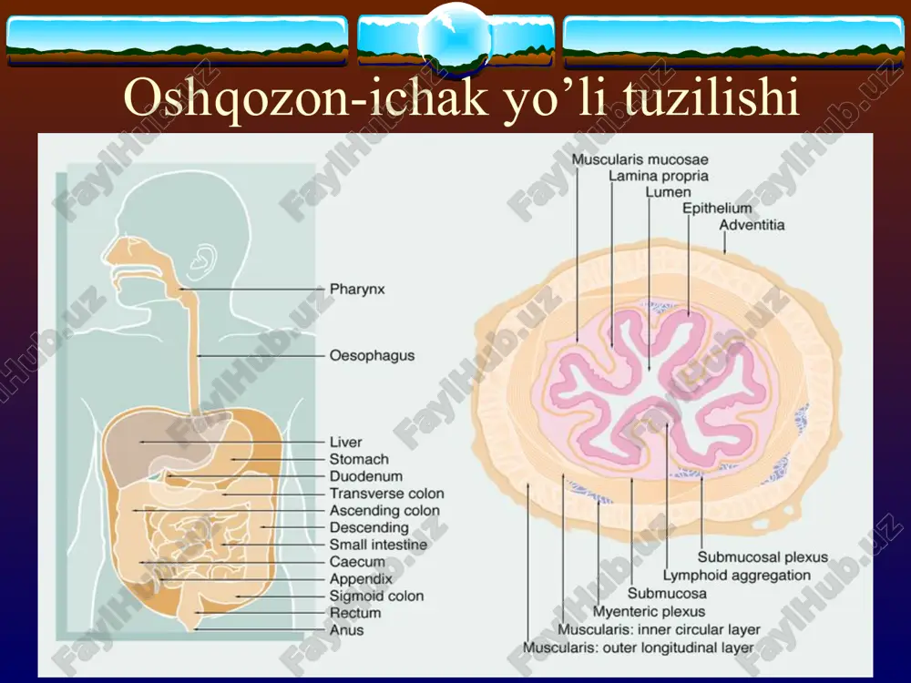 liklari 5) neyrogen omillar ii. anatomo-morfologik tavsifi: a) yuzaki kolit b) atrofik kolit c) tiflit d) proktosigmoidit e) yalpi kolit iii. funksional tavsifi: a) motorika buzilishi (giper- va gipomotorli diskineziya) b) modda almashinuvining buzilishi (ionlarning va suvning gipersekretsiyasi, yo’g’on ichakda ionlar va suvning kuchaygan va susaygan absorbsiyasi) c) shilliq sekretsiyasining buzilishi (ko’paygan va kamaygan shilliq sekretsiyasi) iv. klinik tavsifi: a) kasallik davrlari: zo’rayish va tinchlanish b) asoratlari: -solyarit; -nospetsifik mezadenit; -koprostaz; -ichak tutilishi; patogenez etiologik omillarning yo’g’on ichak silliq qavatiga bevosita ta'siri peristaltika va ovqat massasining yo’g’on ichak bo’limlaridan o’tishining sekinlashishi mikrob va parazitlarning yo’g’on ichak devoriga toksik va toksiko-allergik ta'siri klinik ko’rinishi surunkali kolit aksariyat yoshi katta shaxslarda uchraydi. zirkiragan og’rik - qorinning pastki va yon bo’limlarida joylashadi, ovqat iste'molidan keyin kuchayadi, najas va yel ajralgandan so’ng, isitkich qo’yganda kamayadi. ich kelishining buzilishi: ich ketishi yoki qabziyat, ko’pincha ich ketishi bilan qotishi almashinib turadi. ichakning yetarli bo’lmagan bo’shanishi sezgisi …