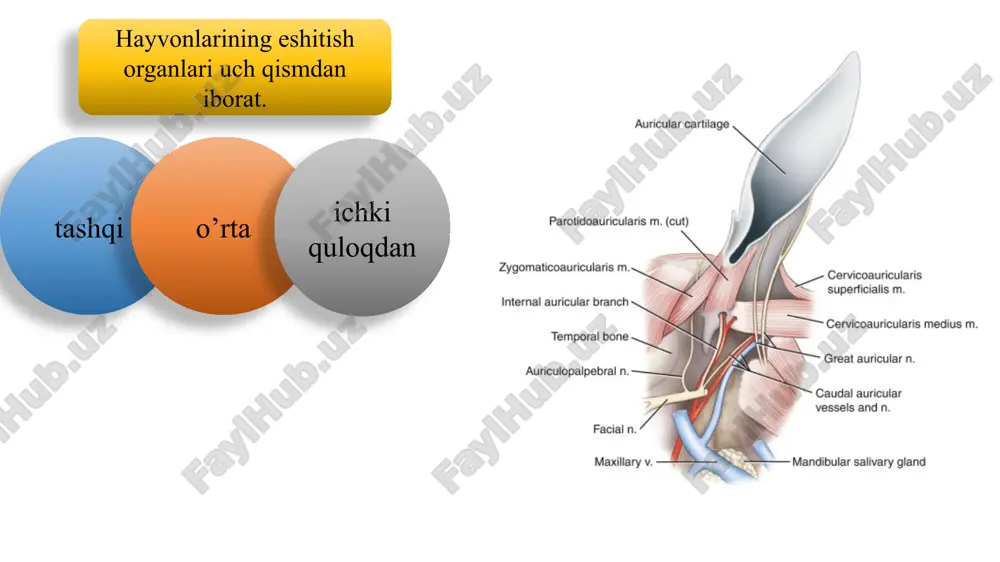 uchta bo’lib, yontomondagisi gorizontal, yuqorigisi sagittal va orqa tomondagisi segmental holda joylashadi. har bir kanalning ikkita oyoqchasi yoki dahlizga ochilish yo’li bor. yarim doira kanallar muvozanat saqlash vazifasini bajaradi. parda labirint – labyrinthus membranaceus auris suyak labirintning ichida turadi, undan ko’ra kichikroq bo’ladi. u oval xaltachadan iborat bo’lib, ichida uchta pardali yarim doira kanal bor. yumaloq xaltacha pardali chig’anoq kanalidan iborat. parda labirint bilan suyak labirint o’rtasida bo’shliq bo’lib, u perilimfa – perilympha suyuqligi bilan to’lgan, ularning devorlari yassi to’qima bilan qoplangan. parda labirintining shakli xuddi suyak labirintga yaxshash bo’ladi. parda labirint o’zaro tutashuvchi bo’shliqlar va kanallarning murakkab sistemasidir. bu bo’shliq va kanallarning ichida tiniq suyuqlik – endolympha – endolimfa bor. endolimfa yo’li – ductus endolymphaticus yo’g’onroq oyoqchasi bilan yumaloq xaltachaga, nozikroq oyoqchasi bilan oval xaltachaga birlashadi. u quloq suyagining miya yuzasidagi suv yo’li dahligi orqali chiqib, xaltacha – saccus endolymphaticus shaklida, uzunligi 1 sm, eni 2 mm bo’lib kengayadi. …