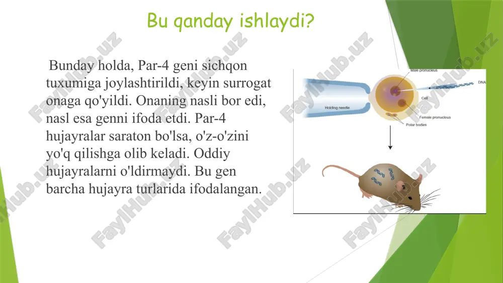 asini mikroin'eksiya qilish; 3) in'ektsiya qilingan zigotalarni homiladorlik uchun tayyorlangan retsipient urg'ochilarga transplantatsiya qilish; 4) polimeraza zanjiri reaktsiyasi (pcr tahlili) orqali tug'ilgan avlodning transgen mavjudligini tahlil qilish; echki zigotasining erkak pronukleusiga rekombinant dnkni mikroin'ektsiya qilish momenti inson laktoferrinining genetik tuzilishi bilan ishlab chiqilmoqda. laktoferrin ayollarning ona sutida mavjud bo'lib, bolaning tanasini har xil kasalliklardan himoya qiluvchi tabiiy antibiotik hisoblanadi. qarama-qarshi jinsdagi inson g-csf geniga ega ikkita transgen echki - kamil (chapda) va avgustin (o'ngda). qorong'u mushuklarda porlash tadqiqotchi turk angora urg‘ochi mushuklarining teri hujayralarini olib, qizil lyuminestsent oqsil ishlab chiqarish uchun genetik ko‘rsatmalarni kiritish uchun virusdan foydalanganlar. keyin ular genlari o'zgartirilgan yadrolarni klonlash uchun tuxumlarga joylashtirdilar va klonlangan embrionlar donor mushuklarga qayta joylashtirildi - mushuklar o'z klonlari uchun surrogat onaga aylandi. hayvonlarni lyuminestsent oqsillar bilan muhandislik qilish qobiliyati ularga sun'iy ravishda inson genetik kasalliklari bo'lgan hayvonlarni yaratishga imkon beradi. kamchiliklari gen odamlarda boshqacha reaksiyaga kirishishi mumkin. mushuklar agrissiv bo’lib qoladi. …