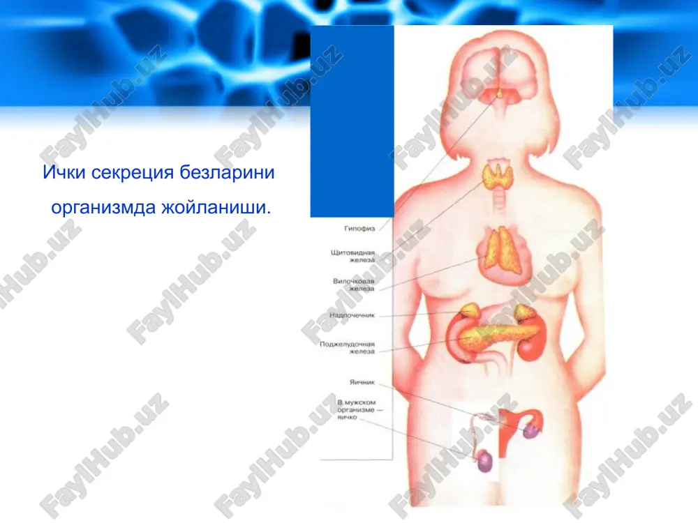 r normada miqdori oshib ketsa miqdori pasayib ketsa kortiko- steroidlar imunitetni boshqarishda ishtirok etadi, adaptatsiyada va moddalar almashinuvini boshqarishda ishtirok etadi. moddalar almashinuvi pasayadi, organizimni noqulay sharoitlarga moslashishini ta'minlaydi. adisson kasalligi: muskullarni bo'shashishi, nafas olishni qiyinlashishi ishtaxani pasayishi, tana rangi bronza rang bo'lishi. androgenlar estrogenlar jinsiy bezlar funktsiyasini kuchaytiradi. erta balog'atga etish. bo'y o'sishini tezlik bilan pasayishi. balog'atga etishni kechikishi andrenalin, norad-renalin yurakning qisqarishi tezlashadi, qon bosimini oshiradi. moddalar talmashinuvini tezlashtiradi va uglevodlar almashinuvini boshqaradi. yurak urishi tezlashadi. qon bosimi ortadi. asabiylashish ortadi. gormonni organizmga ta'siri medaning pastki va orqa soxasida birinchi bel umurtqasi ro'parasida joylashgan. xujayralari gormonlar ishlab chiqaradi.langergans orolchasi. meda (oshqozon) osti bezi insulin glyukogan normada miqdori oshib ketsa miqdori pasayib ketsa ponijaet kontsentratsiyu saxara v krovi – usilivaet sintez glikogena iz glyukozi v pechenii mishtsax shok, soprovojdayushiysya sudorogami i poterey soznaniya pri padenii urovnya saxara v krovi. saxarniy diabet – povishenie saxara v krovi. narushenie obmena veshestv. …