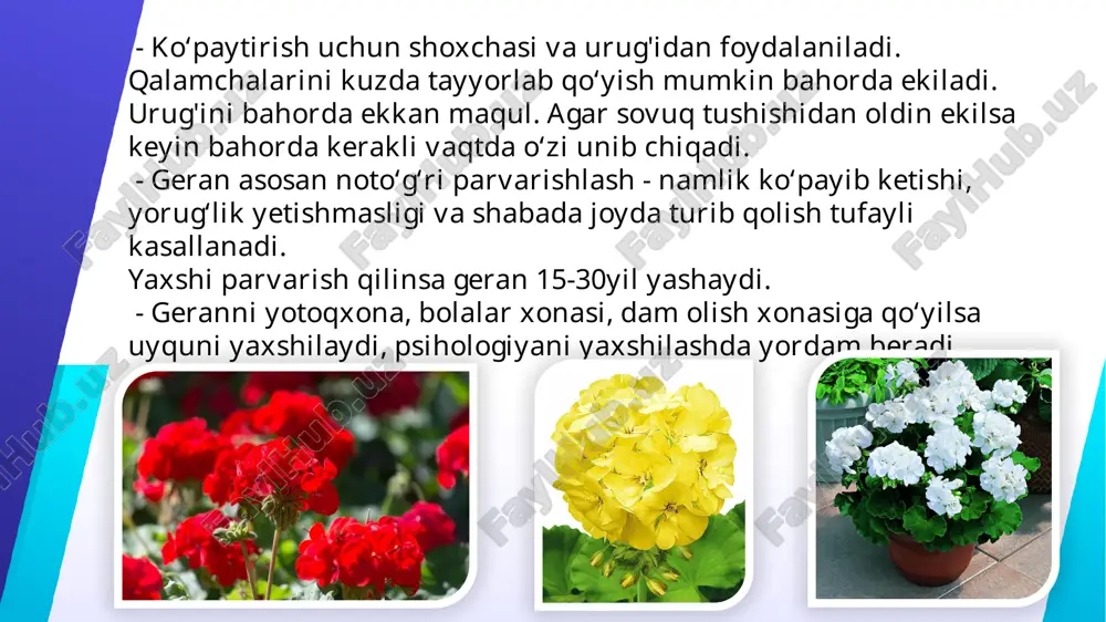 lari yotqizilishi nisbatan past haroratda (11-13 ° c) 2,5-3 oy davomida sodir bo'ladi. bu davr qisqa kun bilan tavsiflanadi, bu ham muhim, chunki pelargoniumlar qisqa kunlik o'simliklardir. yoritish. nurni yaxshi ko'radigan, to'g'ridan-to'g'ri quyosh nuriga yaxshi toqat qiladi. ularni janubiy derazada oynaga yaqin joyda saqlash yaxshidir. o'simliklar shimoliy va sharqiy derazalarga toqat qiladilar, ammo yorug'lik etishmasligi bilan ular qishda cho'ziladi. qishda pelargonium lyuminestsent lampalar bilan yoritilishi mumkin. pelargonium parvarishi havoning namligi va sug'orish. pelargoniumli xona doimo ventilyatsiya qilinishi kerak. yozda o'simliklarni ochiq havoda joylashtirish tavsiya etiladi. olib tashlash ochiq havoda, erga qazish uchun idishlarni taqillatib yubormaslik kerak, lekin gullash hisobiga juda zo'ravonlik bilan o'smasligi uchun ularni pot bilan birga erga ko'mish yaxshiroqdir. sentyabr-oktyabr oylarida, sovuq yaqinlashganda, o'simliklar yopiq joyga ko'chiriladi. sug'orish o'rtacha, botqoqlanishni yoqtirmaydi. sug'orish ikki-uch kundan keyin, substratning yuqori qatlami quriganidan keyin amalga oshirilishi kerak. qishda, o'simliklar qishda yorug'lik etishmasligi paytida o'sishni cheklash va ularning cho'zilishini oldini olish uchun juda …