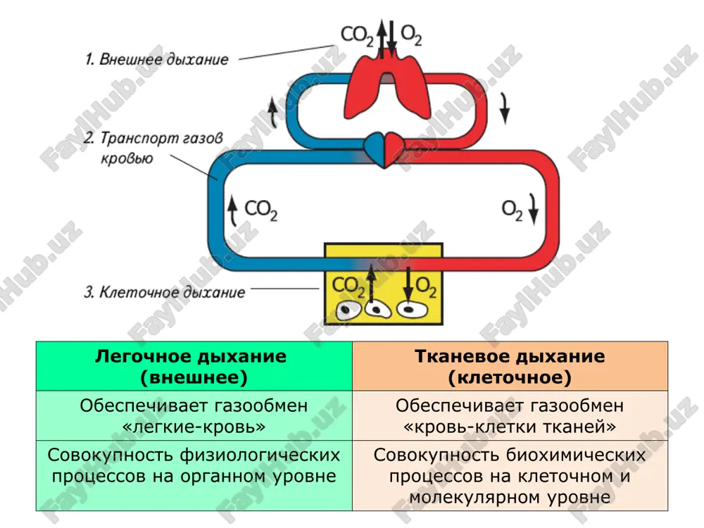 je. chem dlinnee golosovie svyazki, tem nije golos. gortan otdelyaet pishevaritelniy put ot dixatelnogo pri glotanii pri proglativanii pishi gortan pripodnimaetsya, a nadgortannik opuskaetsya, zakrivaya vxod v gortan. myagkoe nebo v etot moment perekrivaet pishe put v nosovuyu polost. v etot moment proisxodit zaderjka dixaniya traxeya i bronxi gortan prodoljaetsya v traxeyu - trubku dlinoy 10—15 sm u vzroslix. skelet traxei sostoit iz 16— 20 xryashevix polukolets, prepyatstvuyushix spadeniyu ee stenok. xryashevie polukoltsa svyazani mejdu soboy elastichnoy soedinitelnoy tkanyu. myagkaya zadnyaya stenka traxei iz soedinitelnoy tkani srashena so stenkoy pishevoda. otsutstvie v ney xryashevoy tkani ne prepyatstvuet proxojdeniyu pishevogo komka po pishevodu. na urovne iv-v grudnogo pozvonka traxeya delitsya na praviy i leviy bronxi. oba bronxa po stroeniyu napominayut traxeyu, no obrazovani xryashevimi koltsami, prepyatstvuyushimi spadeniyu ix stenok. mesto razvetvleniya traxei nazivaetsya bifurkatsiey bronxialnoe drevo i legkie glavnie bronxi vxodyat v legkie. v legkix bronxi vetvyatsya, obrazuya bronxialnoe derevo. samie …