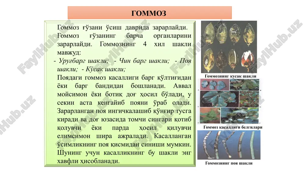 i va vegetatsiya davrining oxirigacha davom etadi. zararlangan barglar turgor holatini yo'qotmasdan qo'ng'ir rangga kirib to'kilib ketadi. kuchli zararlaganda o'simlikning faqat yalang'och poyasi qoladi. ayrim hollarda avgust oyida yoki sentyabr boshlarida kasallikning og'ir shakli uchraydi, bunda o'simlik barglari sarg'aymasdan 2-3 kun ichida sulib qoladi. kasallikning o'ziga xos belgilaridan biri poya va ildizning yog'ochlik qismidagi o'tkazuvchi to'qima naylarini qo'ng'ir tusga kirishidir. buni ularni ko'ndalang kesganda ko'rish mumkin. vertitsillyoz so'lish kasalligi vertitsillyoz so'lish: barg bandi va tomirlari dog'lanishi vertitsillyoz so'lish kasalligiga qarshi kurash choralari almashlab ekish: bir maydonda har yili g'o'za ekish, hatto chidamli nav ekilsa ham, tuproqda vilt infektsiyasi miqdori yildan yilga ko'payaveradi. chunki patogen ham chidamli, ham moyil navlarda yangi inokulyum hosil qiladi. tuproqni vilt infektsiyasidan tozalashda almashlab ekish uchun eng samarali ekinlar qatoriga bug'doy, sholi, beda, makkajo'xori, piyoz va sarimsoqpiyozlar kiradi. biologik kurash biologik kurash chorasi sifatida kasallik tarqalgan joylarga trichoderma lignorium zamburug'i asosida olinadigan trixodermin preparatini go'ng bilan …