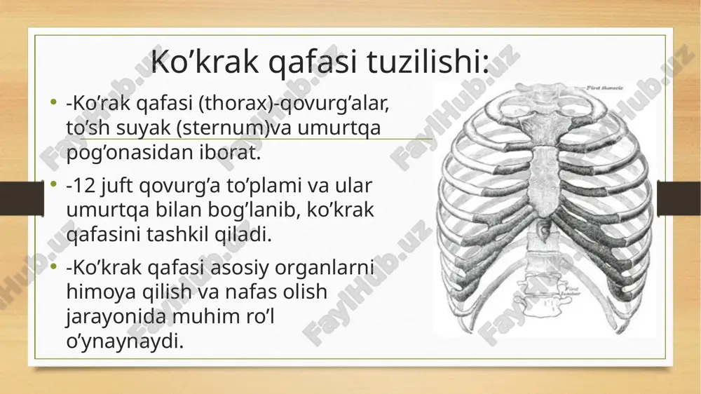 ko’krak qafasi, qovurg’alar, va to’sh suyagi - Page 3