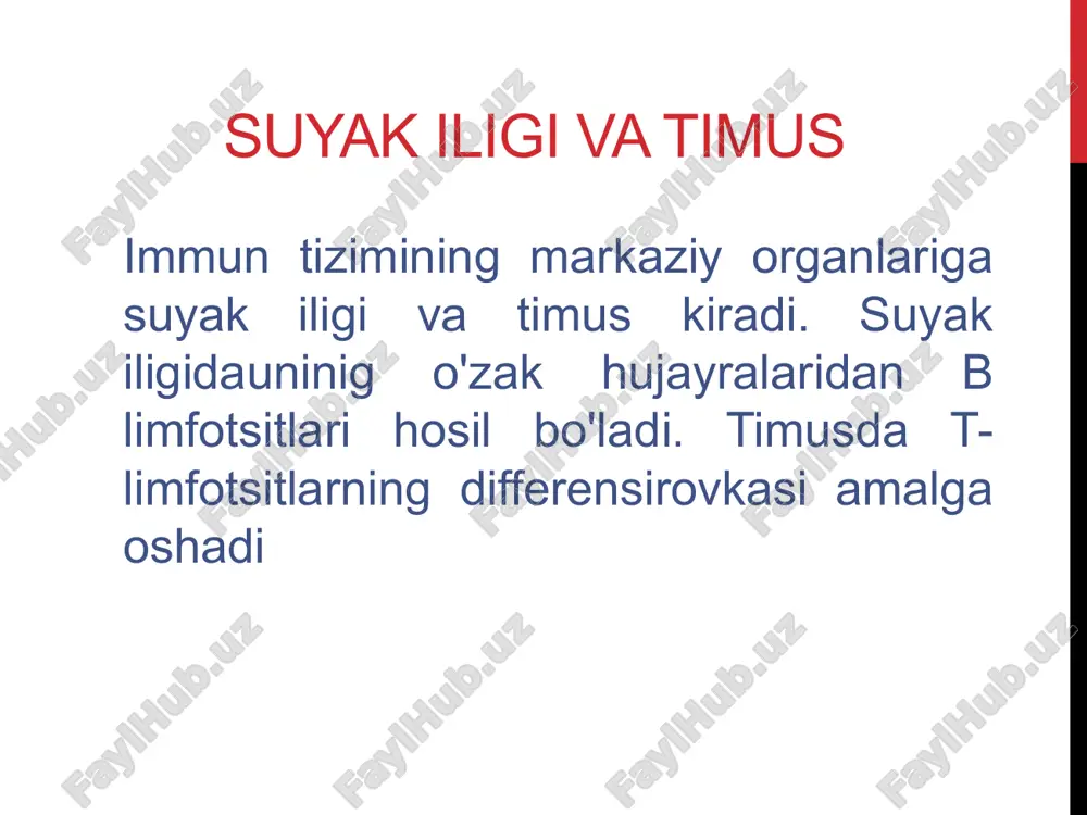 evorlarida ham uchraydi limfoid to'qimalarning eng ko'p miqdori epiglottisning orqa yuzasidagi shilliq qavatda, vestibulaning lateral qismlarida, halqum qorinchalarida va ariepiglottik burmalarda kuzatiladi. diffuz limfoid to'qima subglottik bo'shliqning shilliq qavatida ham mavjud. taloq bu organ qorin bo'shlig'ida, chap hipokondriyumda joylashgan. u diafragma yuzasiga (facies diaphragmatica), diafragmaga tutashgan va oshqozon tubiga, chap buyrakka, yo'g'on ichakning chap egilishiga va oshqozon osti bezining dumiga qaragan visseral yuza (facies visceralis) mavjud. katta arterial tomir taloq darvozasiga oqadi (hilum splenicum (lienale)) taloq har tomondan qorin parda bilan qoplangan. seroz parda ostida taloqning tolali pardasi joylashgan bo'lib, u xuddi limfa tugunlarida bo'lgani kabi organ ichiga kirib, taloq trabekulalarini hosil qiladi. taloq qonni funksional faolligini yo'qotgan eritrotsit va leykotsitlardan tozalaydi.undan tashqari yot antigenga qarshi limfotsit ishlab chiqaradi trabekulalar orasida qizil va oq pulpadan iborat parenxima mavjud qizil pulpa (pulpa rubra) limfoid to'qimalarni, qizil qon tanachalarini, makrofaglarni va taloqning venoz sinuslarini o'z ichiga oladi. sinuslar ko'p miqdordagi teshiklari bo'lgan …