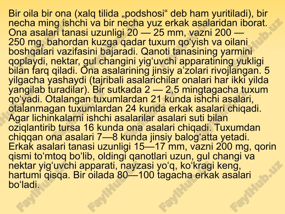 shchi asalarilar asalari suti bilan oziqlantirib tursa 16 kunda ona asalari chiqadi. tuxumdan chiqqan ona asalari 7—8 kunda jinsiy balogʻatta yetadi. erkak asalari tanasi uzunligi 15—17 mm, vazni 200 mg, qorin qismi toʻmtoq boʻlib, oldingi qanotlari uzun, gul changi va nektar yigʻuvchi apparati, nayzasi yoʻq, koʻkragi keng, hartumi qisqa. bir oilada 80—100 tagacha erkak asalari boʻladi. bir oila bir ona (xalq tilida „podshosi“ deb ham yuritiladi), bir necha ming ishchi va bir necha yuz erkak asalaridan iborat. ona asalari tanasi uzunligi 20 — 25 mm, vazni 200 — 250 mg, bahordan kuzga qadar tuxum qoʻyish va oilani boshqalari vazifasini bajaradi. qanoti tanasining yarmini qoplaydi, nektar, gul changini yigʻuvchi apparatining yukligi bilan farq qiladi. ona asalarining jinsiy aʼzolari rivojlangan. 5 yilgacha yashaydi (tajribali asalarichilar onalari har ikki yilda yangilab turadilar). bir sutkada 2 — 2,5 mingtagacha tuxum qoʻyadi. otalangan tuxumlardan 21 kunda ishchi asalari, otalanmagan tuxumlardan 24 kunda erkak asalari chiqadi. …