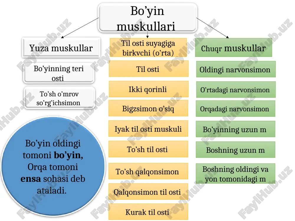 glashgan (oldingi, tepa orqa) peshona suyagining burn qismidan boshlanib, ikki qosh o’rtasidagi teriga yopishadi 3 qismdan. 1-ko’z kosasi atrofida, 2-qovoqlarda joylashgan. 3-ko’z yoshi qismida joylashadi, 1-2 qisqarsa ko’z yumiladi 2 qosh o’rtasida joylashgan qisqarsa o’zaro yaqinlashib ajn paydo bo’ladi ko’z kosasining pastki qirg’og’idan boshlanib, burn qanotlariga lab va lunj terisiga yopishadi, yuqori labni ko’taradi yanoq suyagidan boshlanib, lunjga yopishadi, ogz burchagini yuqoriga pastga tortadi, tabassum paydo bo’ladi mimika bosh muskuliga kiradi peshona m m.frantales ko’z aylana muskullari m.abliculares occule qoshni chimiruvchi muskul m.carriagator suppertili burn atrofi mus- m.nasales burn to’s’gi muskuli m.depressor nasi o’iz atrofi muskuli m.arbiculares orisg og’iz burchagini tepaga ko’taruvchi m.levator anguli oris og’iz burchagini pastga tushirvchi m.depressor anguli oris kulgu muskuli og’iz burchagini pastga tortuvchi m pastki labni pastga tortuvchi bm og’iz burchagini ko’taruvchi engak m lunj muskuli og’izning aylana m burn muskuli yuqori jag’ suyagining oldingi yuzasidan boshlanib, og’iz burchagiga yopishadi pastki jag suyagining oldingi kesuvchi …