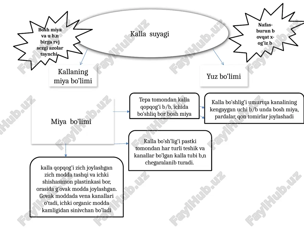 rrali, sirti gumbazsimon bo’rtb chiqqan. peshona suyak bitta b/b, kalla qopqog’ining oldingi qismini tashkil qiladi va sezgi azolari(korsh, xid bilish) b,n uzviy bog’langan. peshona suyagi vertical joylashgan palla qism va gorizantal bolakka ajraladi. gorizantal bolak 1 juft ko’z kosasi va burun bolagidan tash t peshona suyagining koz kosasi, ortasida galvr suyak j,dgan o’yma b,n ajralgan, bu suyakning burn bolagida burn boshligiga ochiladgan kovaklari bor peshona suyagining pallasi ko’z kosasi qismidan bir juft ko’z kosasining ustidagi chekkasi b,n chegaralanib turadi. undan teparoqda qosh usti ravog’i bor, lateral tomonda yanoq suyagi bmn birlashadigan o’siq bor. g’alvir suyak yuz suyaklari orasida markziy o’rinda turadi, burun bo’shligining peshona suyagi o’ymasida j,gan kalla suyagini tubini hosil qilishda qatnashadi. g’-suyak, kallada ko’z kosasining medial devorini h.l qilshdaham qatnashadi. g’-simon plastinkalarning juda ko’p teshikchalari b/b, hid bilsh nervi tolalari o’tadi. plastinkaning qoq o’rtasida xoroz tojga oxshash o’siq kornb turadi, b.miyaning qattiq pardasi shu tojga yopishadi. g’-suyakning perpendikulyar …