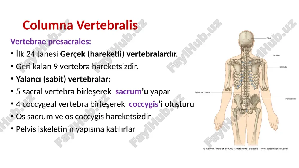 ı üzerlerinde: foramen transversarium bulunur corpus vertebrae’ları küçüktür. foramen vertebrale’leri üçgen şeklinde processus spinosus’ları çatallıdır c1,2,7 özellikleri farklıdır. atlas c1 cranium’u destekler corpus vertebrae’sı yoktur processus spinosus’u yoktur. yan parçalara masse lateralis denir massa lateralislerden yan taraflara doğru processus transversus’ları bulunmaktadır. bu çıkıntılar üzerinde foramen transversarium bulunmaktadır 16 atlas üst eklem çıkıntısına: processus articularis superior üzerindeki eklem yüzüne: facies articularis superior alt eklem çıkıntısı: processus articularis inferior üzerindeki eklem yüzüne: facies articularis inferior öndeki kavise: arcus anterior atlantis; öndeki çıkıntıya: tuberculum anterius arkasındaki çukurluğa: fovea dentis denir. arkadaki kavise: arcus posterior atlantis denir. bu kavis üzerindeki çıkıntıya: tuberculum posterius arka kavis üzerindeki oluğa: sulcus arteriae vertebralis denir. axis c2 i̇kinci cervical vertebra gövdesinin üst yüzünde dens axis denilen çıkıntı vardır. apex dentis: tepesi collum dentis: boynu facies articularis anterior: arcus anterior’daki fovea dentis ile eklem yapar facies articularis posterior: ligamentum transversum atlantis ile eklem yapar axis’in processus spinosus’un uç kısmı …