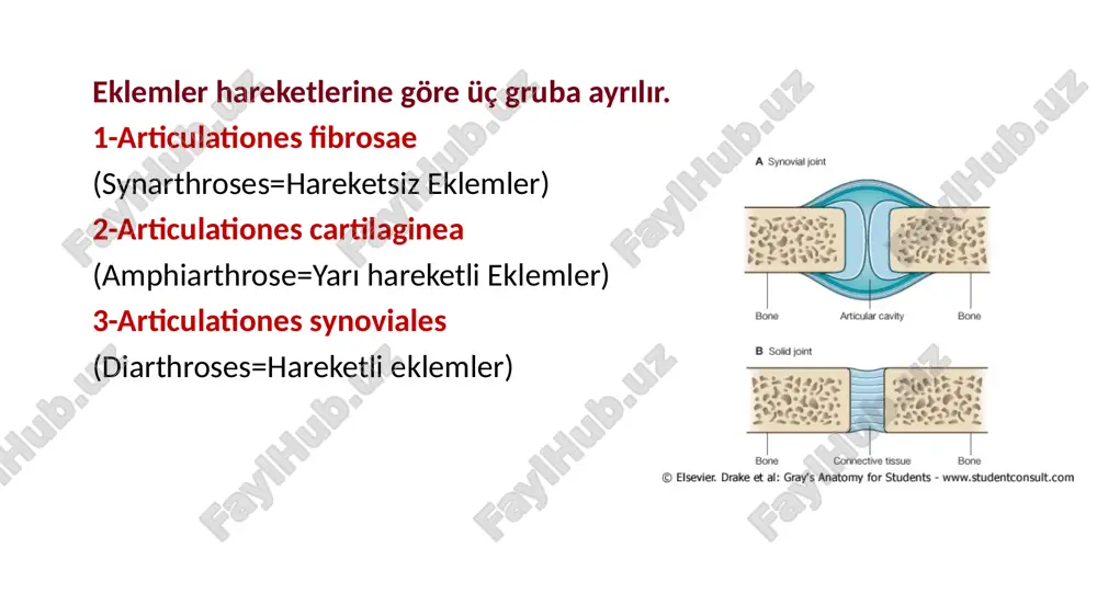 lipsoidea tipi eklemler: eklem yüzleri ovaldir. transvers eksen etrafında, sagittal düzlemde; fleksiyo-ekstansiyon, sagittal eksen etrafında, frontal düzlemde; abduksiyo-adduksiyon hareketleri yaplabilir. misal: articulatio radiocarpalis sellar tip eklemler: eklem yüzlerinden birisi eğer şeklindedir hem konkav, hem konvex şekle sahiptir. diğeri de ona uygun şekle sahiptir articulatio carpometacarpea pollicis. spheroid eklemler: eklem yüzlerinden konvex olanı, küre şeklinde olup, konkav olan yüz, onu içine alacak biçimdedir. her üç eksen etrafında tüm hareketleri yapabilir. ayrıca tüm hareketlerin birleşimi olan çember şeklinde sirkumduksiyon hareketi de yapılabilir. articulatio humeri: omuz eklemi plana cinsi eklemler: eklem yüzleri düzdür hafif kayma hareketi yapılır el ve ayak bileğindeki kemikler arasında ekleme katılan kemik uçlarının birbirinden uzaklaşmasını önleyen faktörler: eklem boşluğundaki negatif basınç, eklem kapsülü ve eklem bağları eklem çevresindeki kas ve tendonlar eklem yüzlerinin şekli dış atmosfer basıncı eklem kapsülü hareketli eklemlerin en önemli özelliğidir. eklemi sarar, eklem yüzlerini bir arada tutar. eklem kapsülü iki tabakalı bir yapı gösterir. membrana …