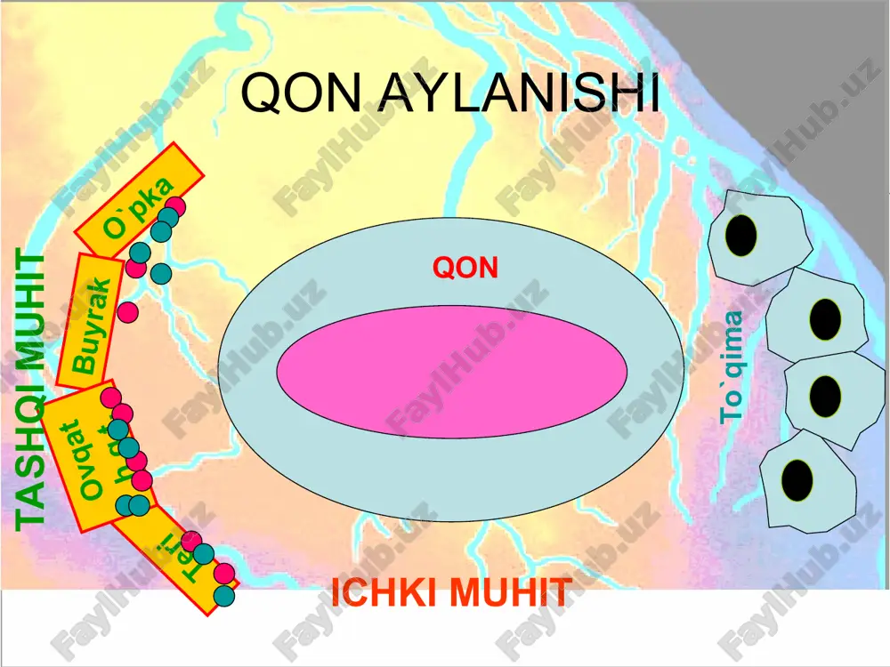 di. oralis miyadagi gipotalamusning muayyan qismlariga ta’sir etilganda arteriyalar torayib, qon bosimi ko’tarilgan. bosh miya yarimsharlari po’stlog’i shartli reflektor yo’l bilan tomirlarga ta’sir etadi. tomirlar faoliyatini gumoral boshqarilishi arenalin va noradrenalin buyrak usti bezlari mag’iz qavatining gormonlari teri, qorin bo’shligi a’zolari va o’pkaning arteriya hamda arteriolalarini toraytiradi. vazopressin gipofiz orqa bo’lagining gormoni arteriolalar va kapillyarlarga ta’sir etadi. serotonin ichak shilliq pardasida, bosh miyada va trombostit-lar parchalanishidan hosil bo’ladi- tomirlarni toraytirib, shi-kastlangan tomirdan qon ketishini to’xtatishda ishtirok etadi. renin maxsus tomir toraytiruvchi modda bo’lib,buyraklarda hosil bo’ladi. ab pasayadi nofaol peptidlar angiotenzin i angiotenzinaza renin angiotenzinogen (α2–globulin) angiotenzin ii tomir toraytiruvchi ta’sir simpatik nerv tizimini faollashtiradi chanqoqlikni chaqiradi al’dosteron chiqishini jadallashtiradi kanalchalarda na+ reabsorsiyasini kuchaytiradi tomirlarni kengaytiruvchi moddalar gistamin bradikinin prostoglandin medullin-buyrakning mag'iz moddasida ishlab chiqariladigan lipid modda bo’lib, qon tomirlarga kengaytirkvchi ta’sir ko’rsatadi. * tomirlarni kengaytiruvchi moddalar gistamin me’da-ichak devorlarida, terida va skelet mushaklarida hosil bo’ladi. gistamin arteriolalarni kengaytirib, kapillyarlarning qonga …