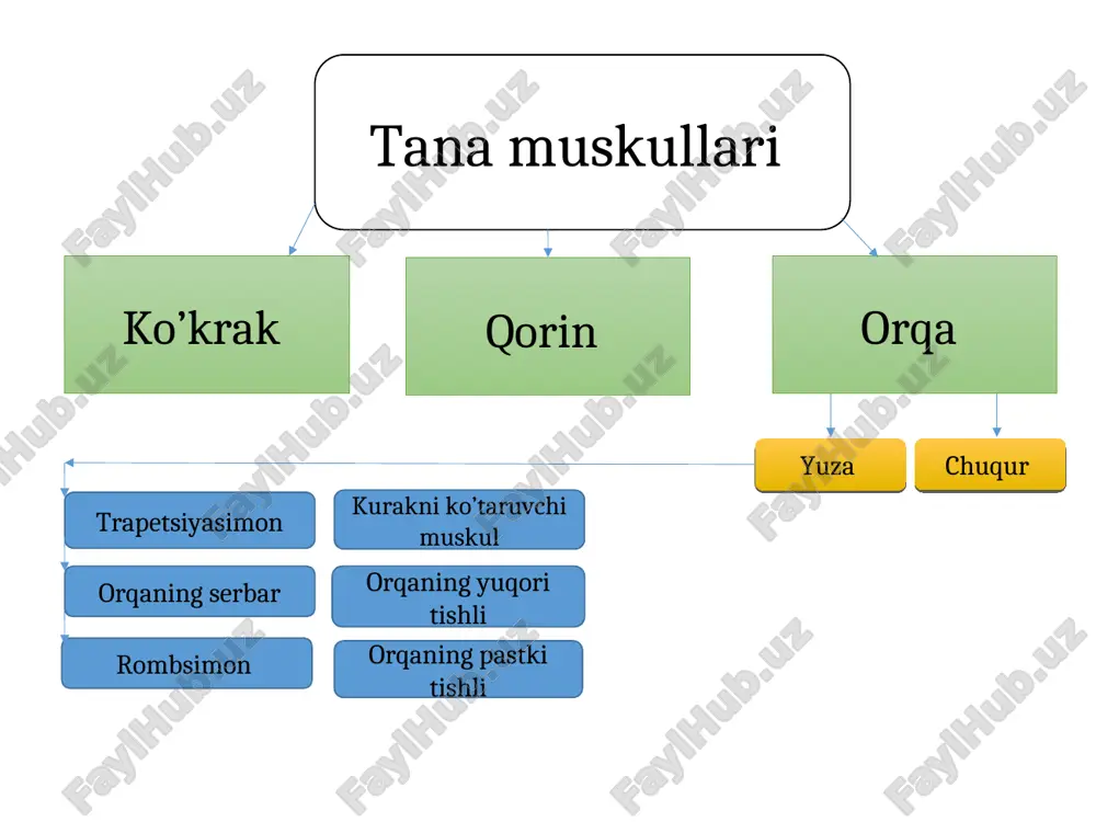 haklida boshlanib kurakning medial chetiga yopishadi ko’krak muskullari * ko’krakning katta muskuli. musculus paettralos mayor ko’krakning kichk muskuli. musculus paettralos minor o’mrov osti muskuli. musculus supcilavius oldingi tishli muskuli. musculus serratio anterio xususiy qovurg’alar aro tashqi qovurg’alar aro ichki ko’krak fassiyasi tolalari yuqoridan pastga, orqadan oldinga yo’nalgan. yuqoridagi qovurg’a pastki chetidan boshlanib, pastdagi qovurg’aning yuqori chetiga yopishadi. pastki qovurg’aning ustki chetidan boshlanib, ustki qovurg’aning pastki chetiga yopishadi yuza xususiy k.q,sning ichki yuzasini qoplovchi ko’krak fassiyasi ko’krak muskullari qovurg’alar aro tashqi musculus intercastales exsternus qovurg’alar aro ichki musculus intercastales interni diafragma (ko’krak qorin to’sig’i) ko’krak tomonga gumbaz xosil qilib joylashgan. o’rta qismi paydan tuzilgan, bel qovurg’a va to’sh qismi tofovut qilinadi. qovurg’a b,n bel qismi va qovurg’a va to’sh qismi oralig’ida yoriqlar bor. muskul qismida aorta qizio’ngach o’tadigan qismlari mavjud qorin muskullari-ko’krak qafasining pastki chegarasi b,n chanoqning ustki chegarasi o’rtasida joylashgan. qorin bo’shlig’ini oldi, ikki yonboshli va qisman orqa tomonidan qoplab …