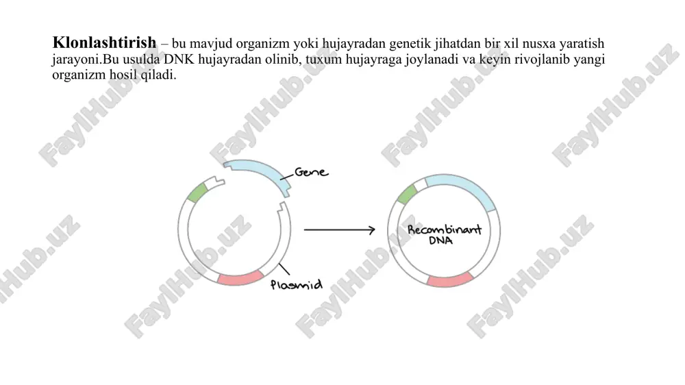 uchun hech qanday sabab yo'q. klonlashdagi kamchiliklar ⚠️ 1. etik va axloqiy muammolar inson klonlashiga qarshilik: ko‘pchilik jamiyatlarda inson klonlash axloqiy jihatdan noto‘g‘ri deb hisoblanadi."sun’iy hayot" yaratish masalasi: bu jarayon odamlar ongida “xudo rolini o‘ynash” deb qabul qilinishi mumkin. 💉 2. sog‘liq bilan bog‘liq muammolarklonlarning sog‘lig‘i zaif bo‘lishi: klonlar ko‘pincha tug‘ma kasalliklarga, erta qarishga moyil bo‘ladi.organlarning noto‘g‘ri rivojlanishi: har doim ham klonlar mukammal bo‘lmaydi – genetik xatoliklar yuzaga chiqishi mumkin. 🧬 3. genetik xilma-xillikning kamayishi klonlash genetik xilma-xillikni kamaytiradi, bu esa kasalliklarga qarshi tabiiy himoyani pasaytiradi.masalan, bir xil genetik tuzilmadagi hayvonlar yoki o‘simliklar bir kasallikka birdaniga chalinib ketishi mumkin. 💸 4. juda qimmat texnologiya klonlashtirish jarayonlari murakkab va juda qimmatga tushadi. odatdagi ko‘payish usullariga qaraganda samaradorligi past. klonlash har doim ham muvaffaqiyatli bo‘lmaydi. tajribalarning katta qismi muvaffaqiyatsizlikka uchraydi – embrionlar rivojlanmaydi yoki erta o‘lib ketadi.masalan, mashhur klonlangan qo‘y dolli tug‘ilgunga qadar 277 ta embrion muvaffaqiyatsiz chiqqan. insonlarda klonlashni qo’llash quydagicha …