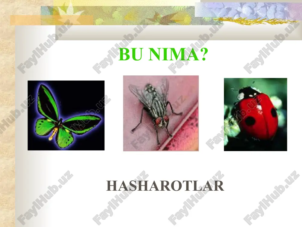 qanday hayvon turlari mavjud? - Page 3