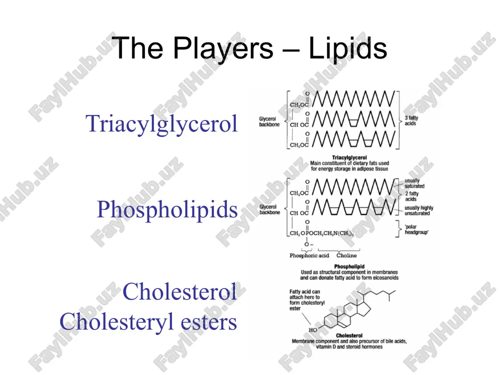 rol (7%) protein (45%) hydrophobic core triglyceride (5%) cholesteryl esters (18%) ce rich: hdl cholesterol and atherosclerosis, grundy) 18 smallest of the lipoproteins synthesized by intestine and liver as nascent cholesterol-poor lipoprotein accumulates cholesterol and cholesteryl esters through interactions with peripheral cells and other lipoproteins participates in reverse cholesterol transport, removal of excess cholesterol from peripheral cells and delivery to the liver for metabolism hdl metabolism nascent hdl (lipid-poor apoa-i) is produced by the liver and intestine 19 pathways involved in the generation and conversion of hdl. mature hdl3 and hdl2 are generated from lipid-free apoa-i or lipid-poor pre-ß1-hdl as the precursors. these precursors are produced as nascent hdl by the liver or intestine or are released from lipolysed vldl and chylomicrons or by interconversion of hdl3 and hdl2. abc1-mediated lipid efflux from cells is important for initial lipidation; lcat-mediated esterification of cholesterol generates spherical particles that continue to grow …