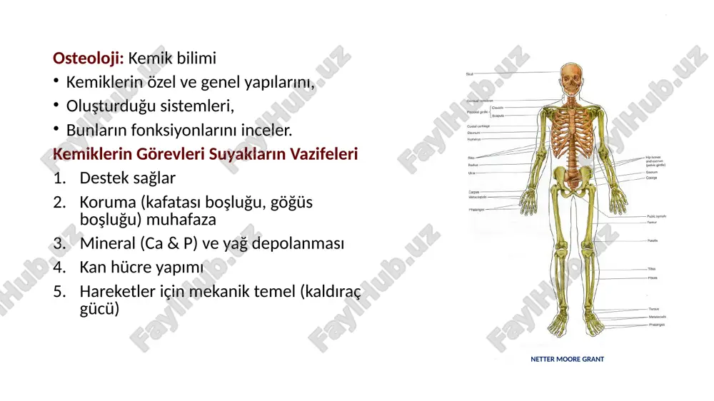 pt/media/image36.png ppt/media/image37.png ppt/media/image38.png ppt/media/image39.png ppt/media/image40.png ppt/media/image41.png ppt/media/image42.png ppt/media/image43.png ppt/media/image44.png ppt/media/image45.png ppt/media/image46.png ppt/media/image48.png ppt/media/image49.png ppt/media/image5.png ppt/media/image50.png ppt/media/image51.png ppt/media/image6.png ppt/media/image7.png ppt/media/image8.png ppt/slides/_rels/slide18.xml.rels ppt/slides/_rels/slide20.xml.rels ppt/slides/_rels/slide27.xml.rels ppt/slides/_rels/slide29.xml.rels ppt/slides/_rels/slide31.xml.rels ppt/slides/slide18.xml ppt/slides/slide29.xml ppt/slides/slide31.xml [content_types].xml _rels/.rels docprops/custom.xml endosteum kemik iç boşluklarını kaplayan bağdokusu yapılı zar osteblastlar yer alır i̇nsan vücudundaki kemiklerin tümü; iskeleti ( skeleton ) oluştururlar. i̇nsan iskeleti, iki ayrı grup olarak değerlendirilir: 1. skeleton axiale : baş, boyun, gövde 2. skeleton appendiculare : alt ekstremiteler ve üst ekstremiteler netter moore grant osteoloji: kemik bilimi kemiklerin özel ve genel yapılarını, oluşturduğu sistemleri, bunların fonksiyonlarını inceler. kemiklerin görevleri suyakların vazifeleri destek sağlar koruma (kafatası boşluğu, göğüs boşluğu) muhafaza mineral ( ca & p) ve yağ depolanması kan hücre yapımı hareketler için mekanik temel (kaldıraç gücü) netter moore grant hareket sistemi: lokomotor sistem kemikler suyaklar eklemler boğumlar kaslar muskullar pasif unsurlar aktif unsurlar hareket oluşması için uygun yapı oluşturur ve destek verir hareket oluşmasını sağlar suyaklar kemi̇kler hakkinda …