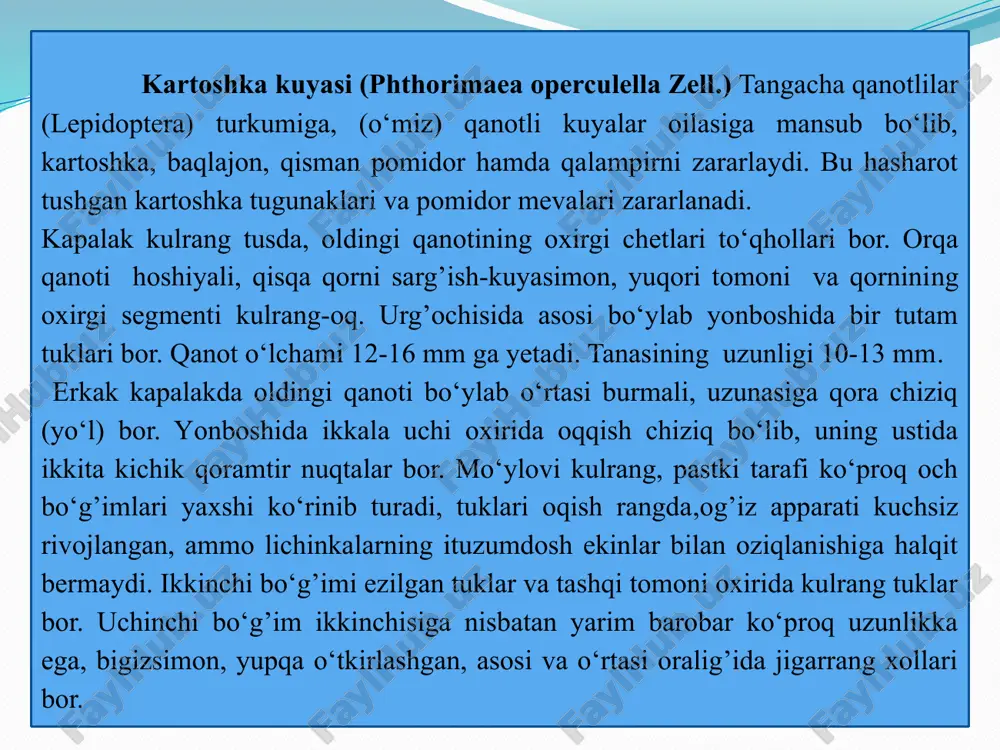 maydonlardagi zararlangan kartoshka palagini yig’ishtirib olish, ekindan bo‘shagan maydonlarni ikki yarusli qilib chuqur shudgorlash, qish kunlarida yaxob suvi berish. kuya ozuqasi bo‘lgan asosiy ekinlar (pomidor, baqlajon) ekilgan joylarda yonma-yon yoki oldin ekilgan dalalarga ham takroriy ekish man etiladi. lichinkalarni kartoshka tuganagi zararlashining oldini olish uchun ekin qator oralari kultivatsiya qilinadi va chopiladi. bunda tuganak usti 5 sm qalin tuproq bilan ko‘miladi. o‘simlik tuproq osti qismi zararlanligi kutilganda sarg’aygan kartoshka poyasi hosilni yig’ishtirishdan 1 hafta oldin o‘rib olinadi va begona o‘tlar bilan birga yoqib yuboriladi. ekindan bo‘shagan maydonlarda qolgan qishlovchi qurtlarni yo‘qotish maqsadida tuproq omochda 25-30 sm qilib chuqur shudgorlash,qish kunlarida yaxob suvi berish. urug’li kartoshka ekishdan oldin 1 tonna kartoshkaga 100 l suv, 2 l lepidotsid, 500 ml planriz (zamburug’ kasalligiga qarshi preparat), bilan ishlov beriladi va quritiladi. 11.2. fitoftoroz yoki kartoshka chirishi kartoshka yetishtiriladigan ko‘pgina hududlarda uchraydi. kasallik kartoshkaning barg, poya, tugunak, ba’zan g’uncha va reza mevasini zararlaydi. barglarda …