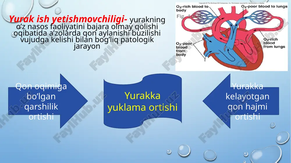 'la ta’minlanmasligi natijasida undagi plastik jarayonlar sustlashadi (oqsil, dkn, rnk, glikogen, siklik nukleotidlar sintezi pasayadi). mahalliy qon aylanish tomirlarining yurak massasiga proportsional ravishda orta olmasligi gipoksiyaga, u esa o'z navbatida biriktiruvchi to'qima elementlarining proliferatsiyasiga sabab bo'ladi neyrogumoral va etiologik omillar ta’sirida miokardda konsentrik va ekssentrik gipertrofiya rivojlanadi . konsentrik uzoq vaqt davomida mavjud bo’lgan yuqori so’nngi yuklama ya’ni qorinchalar bo’shlig’i kengaymagan holda mushak qavatining qalinlashishiga olib keladi. miokard qalinlashishi oshishi sistola vaqtida qorincha ichi bosimining ko’tarilishi so’nggi yuklamani yengib a’zolarni yetarli qon bilan ta’minlashga imkon yaratadi. ekssentrik oldingi yuklama oshganda asta-sekin rivojlanadi.bu tonogen dilatatsiyagasiga olib keladi.ma’lum vaqtgacha yurakning qon otib berish hajimini zarur darajada saqlab turadi. frank starling qonuniyatiga ko'ra yurak bo'shliqlarida yig'iluvchi qon miqdorining me’yordan ko'proq bo'lishi miokard tolalari tonusining va ular tomonidan yuzaga keltiriluvchi kuchlanishning ortishiga sabab bo’ladi. yurak bo'shliqlari hajmining ortishi- dilatatsiyasi miokard tolalarining cho'zilishi hisobiga yuzaga keladi dilatatsiya tonogen yurak bo'shliqlari hajmi frank starling mexanizm bo'yicha …