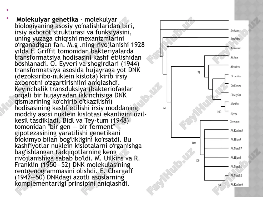 sh xarakteriga ega. oʻsimlik va hayvonlar f.i shajara daraxtini chizish yordamida tasvirlab beriladi. shajara daraxti oʻsimlik va hayvonlarning umumiy bir ildizdan kelib chiqqanligi; turli xil formalar yerdagi hayot tarixining har xil davrlarda shoxlanish orqali astasekin taraqqiy etganligini aks ettiradi. organizmlar filogenetik qayta tuzilishlarining adaptiv xarakterini belgilovchi asosiy kuch tabiiy tanlanish hisoblanadi. filogenetik shajara barcha oʻzgarishlarning birlamchi negizida divergensiya va filetik evolyutsiya, soʻng esa parallelizm va konvergensiya yotadi. organizm har xil guruhlarining f.i bir xilda oʻrganilmagan, bu qazilma qoldiklarning har xil darajada saqlanganligi va mazkur guruxlarning qanchalik qadimiyligi bilan bogʻliq. umurtqali hayvonlar (ayniqsa, yuksak guruhlari) va yuksak oʻsimliklar f.i, umurtqasiz hayvonlardan esa mollyuskalar, ignaterililar, boʻgʻimoyoqlilar f.i nisbatan yaxshi, prokariotlar va tuban oʻsimliklar f. i kamroq oʻrganilgan. amaliy molekulyar zoologiya fanining maqsadi molekulyar ma’lumotlar yordamida hayvonot olamining taksonomiyasi, biogeografiyasi, evolyutsiyasi va filogenetikasi bo‘yicha yangi nazariy va amaliy bilimlarni berishdan iboratdir. turlarning barcha morfologik belgilari dnk ketma-ketligida belgilanganligini e’tiborga olgan holda sistematika uchun …