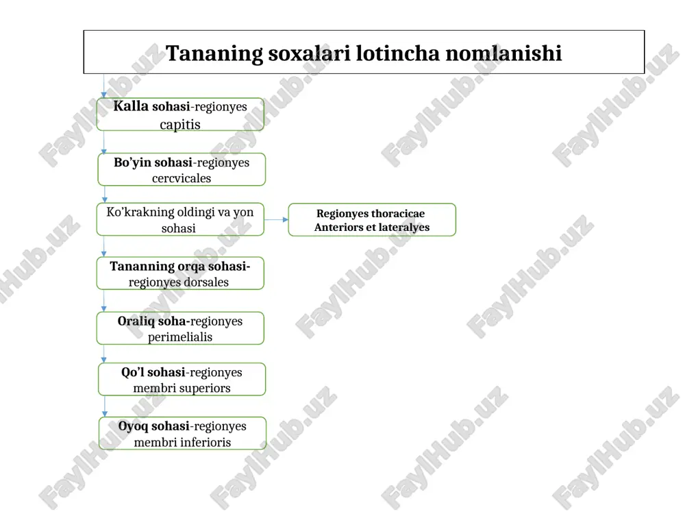 jarishda bir xil muskullar qisqarib 2-tomonda joylashgan muskullar qarama-qarshi ish bajarsa bunday muskullar zid muskullar deyiladi. (bilakni bukuvchi, antoginst) muskul qisqarib ikkinchi muskulga yordam bersa bunday muskullar hamkor (sinergist) muskullar deyiladi. muskullar ish bajarganda g’altaklar, sinovial xaltachalar, pay qinlari sesamasimon suyaklar muhim ahamiyatga ega