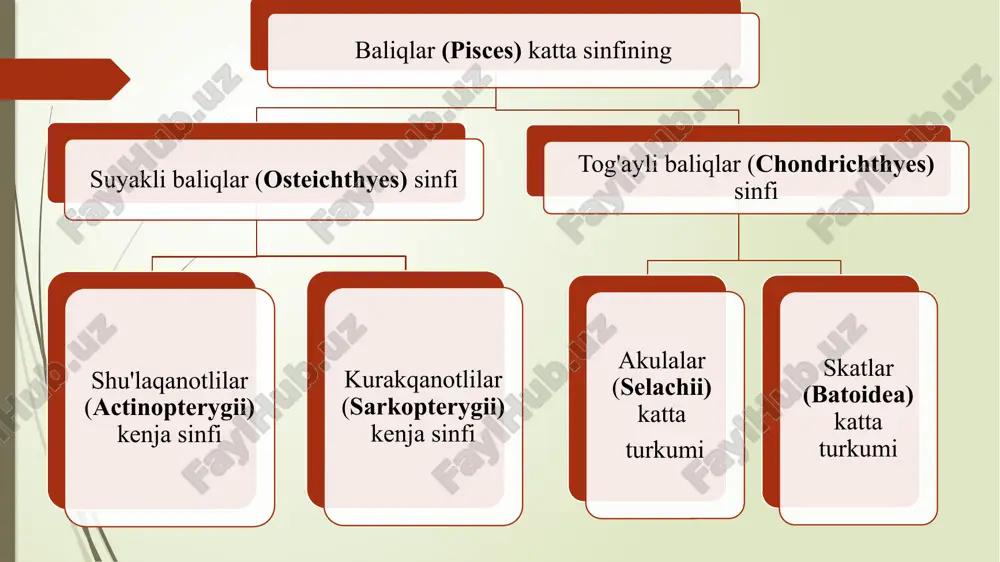 liq miya, 4 - epifiz; 5 — o’rta miya; 6 - miyacha; 7 – uzunchoq miya; 8 – rombsimon chuqurcha (rim raqamlari bilan bosh miyadan chiqadigan segmentlar ko'rsarilgan). tog’ayli baliqlarning bosh miyasi to’garak og’izlilarva suyakli baliqlar bosh miyasiga nisbatai yaxshi rivojlangan. bu o ’z navbatida tog‘ayli baliqlarda oldingi miya yarinj.1 sharlari va miyachasining yirikligidan dalolat beradi. akulaning bosh miyasi besh bo‘| limdan iborat: oldingi miya yarimsharlari, oraliq miya, o ’rta miya. miyacha va uzunchoq miya. oldingi miya yarimsharlari birmuncha katta bo‘lib, o ‘ng va chap pallalariga aniq ajralmagan. yarimsharlarning oldida joylashgan hid bilish bo laklari juda katta va yaxshi rivojlangan. oldingi miya keyingi uchi bilan oraliq miyaga. oraliq miyaning qopqogmga esa uzun dastali miya usti bezi-epifizga birikadi. qldir- i miya yarimsharlarining usti nerv moddasi hilan qoplan- kuchli oraliq miyaning yaxshi rivojlangan ko’rish bo’rtmalari ^■'l idi uning orqa tomonida epifiz, qorin tomonida gipofiz joylashk o ’rish nervlari kesishma (xiazma) uiin hosil …
