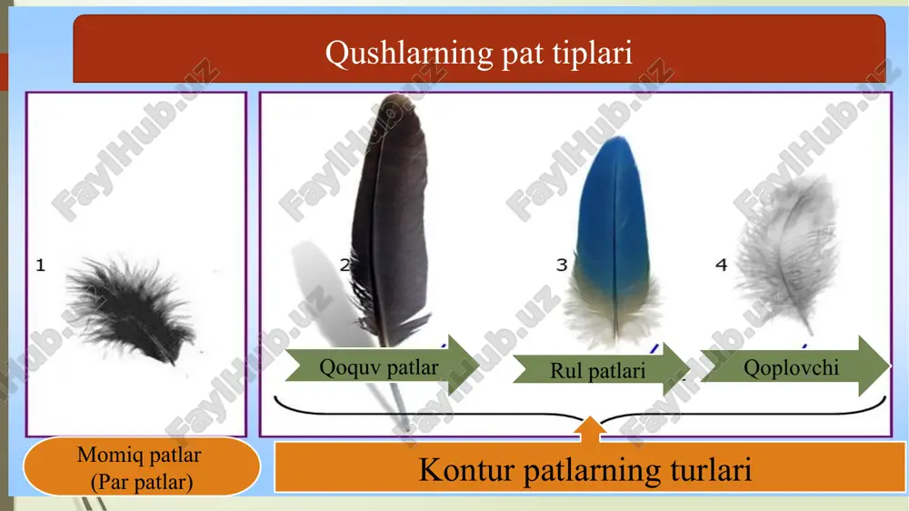 ap tuhumdon yo’li kloaka siydik yo’li buyrak ichak bez 1-yurak: 2-uyqu arteriyasi; 3–aortaning o'ng yoyi; 4- orqa aorta 5-keyingi kovak vena: 6 -oldingi kovak vena; 7- o'pka arteriyasi 8-o'pka venasi; 9-ichki organlardagi kapillyar to'rlar. nafas olish sistemasi traxeya o’pka qorin va orqa havo haltalari o’mrov va ko’krak havo haltasi nafas olish sistemasi umumiy tuzilishi traxeya bronxlar havo haltasi o’pkalar nerv sistemasi 1- oldingi miya katta yarimsharlari; 2 - oraliq miya; 3 - o‘rta miya; 4 - miyacha; 5 - uzunchoq miya. ayirish va ko’payish sistemasi a- erkaginiki. v - urg'ochisiniki: 1- buyragi; 2 - siydik yo'li; 3 – kloaka bo'shligi; 4 - urug'donlari; 5 - urug' yo'li; 6 - tuxumdoni; 7 - tuxum yo’lii voronkasi; 8 - tuxum yo'li; 9 o’ng tuxum yo'lining qoldig’i. 10-kloaka 1 - po'chog’i; 2 - po'choq osti qobig’i; 3 - havo kamerasi; 4 -oqsil; 5 - xalaza; 6 - sariqlik parda; 7 - sariqlik; 8 …