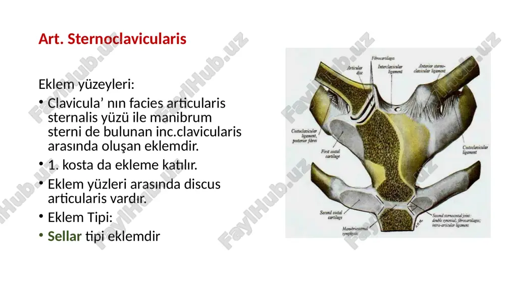 yaparak cavitas glenoidalis yukarı bakarsa, 180 dereceye çıkar. -adduksiyon: 15 d kadar. -iç rotasyon-dış rotasyon: 90 d (toplam) radius ve ulna da harekete katılırsa: 120 derece, omuz da harekete katılırsa: 210; clavicula da harekete katılırsa: 360 d -circumductio hareketlerini yapar. bursa bursa, içi synovial sıvı dolu olan yapılardır ve kemik veya tendonlar arasında yer alarak yastıkçık görevi görür ve hareket esnasında bu yapıların sürtünmeden dolayı yıpranmasını önler. -subscapular bursa: m. subscapularis’in tendonu ile scapula arasında yer alır eklem boşluğu ile irtibatlıdır -subacromial bursa: m. deltoideus ile m. supraspinatusun arasındadır eklem boşluğu ile irtibatı yoktur. -subcoracoid bursa: proc coracoideus’un altında omuz ekleminde kapsül geniş, bağlar zayıf olduğu için, vücudun en hareketli eklemidir en fazla çıkık görülen eklemidir articulatio cubiti (dirsek eklemi) ortak bir kapsülle sarılı üç eklemden meydana gelmiştir. articulatio composita grubu üç kemik arasında: humerus-radius-ulna üç eklem: articulatio humeroulnaris articulatio humeroradialis articulatio radioulnaris eklem yüzleri hyalin kıkırdakla kaplıdır 1. art. …