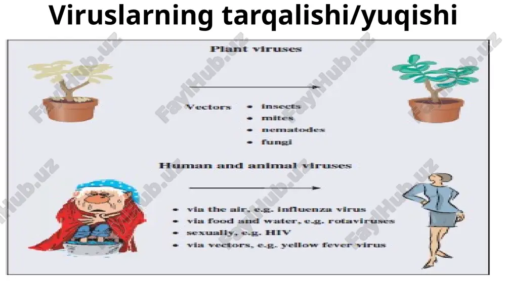 ; umurtqasizlar viruslari vertical va vectorlar yordamida yuqadi; vertical yuqishda viruslar tuxumlar yuzasida yoki ichida joylashgan bo’ladi; vectorlar yordamida yuqganda zararlangan hashorotdan sog’lom hashorotga o’tishi tushuniladi (parazit arilar bunga misol bo’ladi); virusning hujayraga kirishiga ruxsat beruvchi hujayralar virusni taniydigan retseptorlari bo’lishi kerak; kam himoyalangan bo’lishi kerak (ba’zi bakteriyalar restriktazalar ishlab chiqarish orqali viruslarni parchalaydi); virus replikatsiyasi uchun kerakli fermentlarni saqlashi kerak; viruslarning hujayralarga birikishi va kirishi umuman olganda, virus ko'payish jarayonini yetti bosqichga bo'lish mumkin: 1. virionning hujayraga biriktirilishi; 2. hujayraga kirish; 3. virus genlarining mrnk molekulalariga (mrnk) transkripsiyasi; 4. virus mrnklarining translatsiyasi; 5. genom replikatsiyasi; 6. oqsillar va genomlarning virionlarga birikishi; 7. virionlarning hujayradan chiqishi; (bu bosqichlar virus turiga qarab o’zgarishi mumkin!). hujayra retseptorlari va co-retseptorlar virion o'zining bir yoki bir nechta sirt oqsillari orqali xo’jayin hujayrasi yuzasidagi ma'lum molekulalarga biriktiriladi. ushbu hujayra molekulalari retseptorlar deyiladi va virion retseptorga nisbatan yuqori darajadagi o'ziga xoslik namoyon qiladi. aniqlanishicha, ba'zi viruslar …