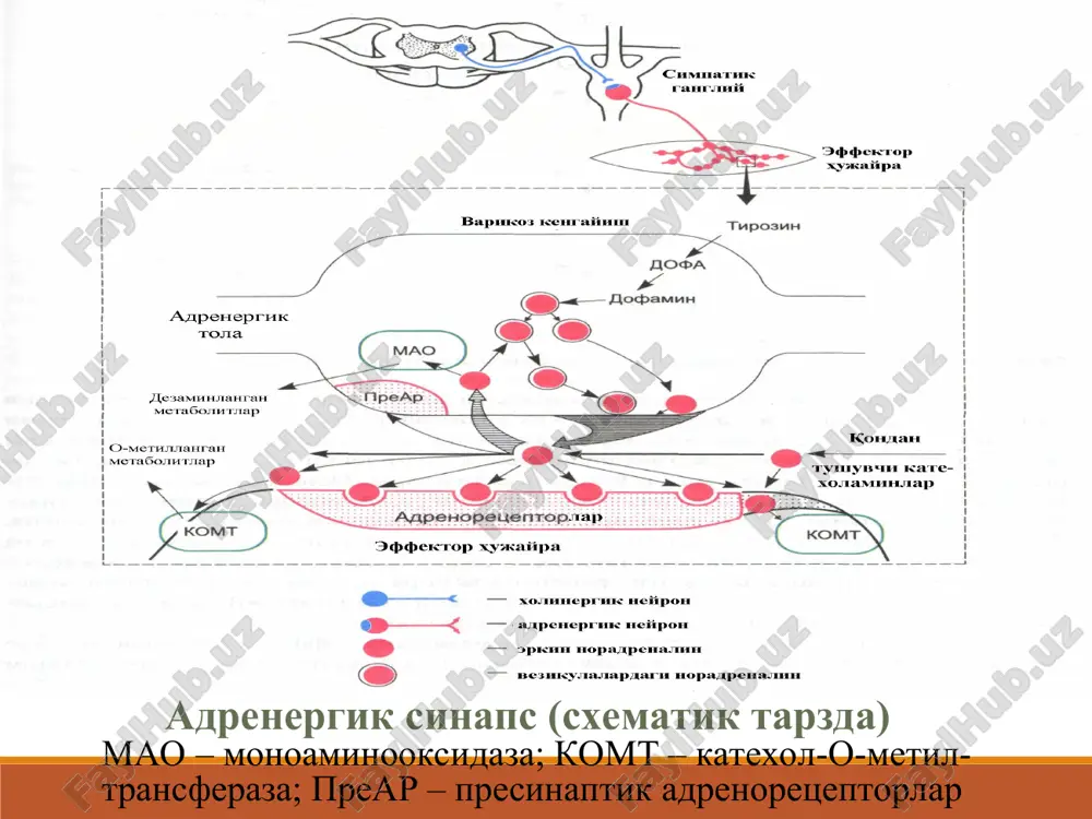 lizatsiyasi na – noradrenalin; α – α-adrenoretseptorlar; β – β-adrenoretseptorlar; “+” belgisi – kuchaytiruvchi samara; “-” belgisi – susaytiruvchi samara α-β-adrenomimetiklar. adrenalin(0,1%-1ml. amp p/k) buyrak usti bezining miya kismidagi xromafin xujayralarida ajraladigan gormon, tabiiy va sintetik yul bilan olinadi. fiziologik kontsentratsiyalarida fakat β-adrenoretseptorlarni kuzgatadi, katta kontsentratsiyalarda α adrenoretseptorlarni xam qo'zgatadi. yurakning qisqarishlarning soni va kuchi ortadi (yurakning minutli va sistolik xajmi ortadi), a/d kutariladi kuz korachig'i kengayadi lekin kuzning ichki bosimi oshmaydi (chunki tomirlar torayadi va suyuklik ishlab chikish pasayadi) bronxlarning sillik mushaklari bushashadi. mitning sfinkterlari tonusi oshadi lekin a'zolar tonusi va xarakati pasayadi tavsiya etiladi: anafilaktik shok (bronx.kengay tirish, a/d kutarish) bronxial astma xurujlarida gipoglikemik komada maxalliy anesteziyada ochik burchakli glaukomada ko'z qorachig'ini kengaytirish uchun. yurak tuxtab kolganda (interakardial) adrenalin yurak qorinchalari ekstrosistoliyasiga olib kelishi mumkin (ayniksa miokardni unga sezgirligini oshiruvchi moddalar ta'sirida ftoratan, tsiklopropan) noradrenalina gidrotartrat (-0,2%-1ml.) α- β adr ni (β-2 kuchsizrok) bevosita qo'zg'atadi. qon bosimi kuchli, …