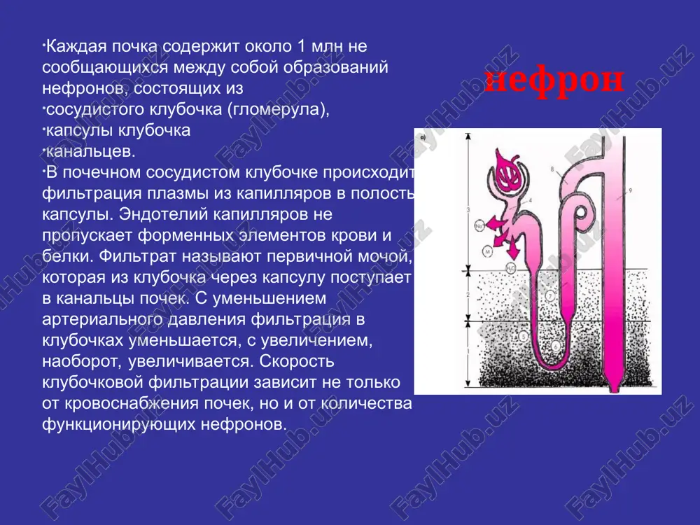 mannit, mochevina, triamteren. 2. srednego deystviya (2—4 ch) — diakarb, eufillin, amilorid, tsiklometiazid, klopamid, xlortalidon i dr. 3. medlennogo deystviya (2—4 sut) — spironolakton, eplerenon. po prodoljitelnosti mochegonnogo effekta. 1. korotkogo deystviya (4—8 ch) — furosemid, torasemid, kislota etakrinovaya, mannit, mochevina i dr. 2. sredney dlitelnosti (8—14 ch) — diakarb, triamteren, gidroxlortiazid, klopamid, eufillin i dr. 3. prodoljitelnogo deystviya (neskolko sutok) — xlortalidon, spironolakgon, eplerenon. osmoticheskie diuretiki (mannit, mochevina) mexanizm deystviya: osmoticheskoe davlenie krovi perexod jidkosti iz tkanevogo sektora (interstitsialnogo) v prosvet sosudov otsk izmenenie gormonalnoy regulyatsii mocheotdeleniya (snijaetsya uroven aldosterona i vazopressina, narastaet soderjanie natriyureticheskogo gormona) usilivaetsya klubochkovaya filtratsiya i odnovremenno podavlyaetsya reabsorbtsiya vodi usilivaetsya diurez osmoticheskie diuretiki (mannit, mochevina) pokazaniya: 1) otek mozga 2) nekardiogenniy otek legkix 3) rezkoe uvelichenie vnutriglaznogodavleniya 4) ostrie otravleniya vodorastvorimimi ksenobiotikami 5) shok s yavleniyami gipovolemii osmoticheskie diuretiki (mannit, mochevina) nejelatelnie pobochnie deystviya: 1) degidratatsiya tkaney 2) uvelichenie ostatochnogo azota krovi (mochevina) protivopokazaniya: …