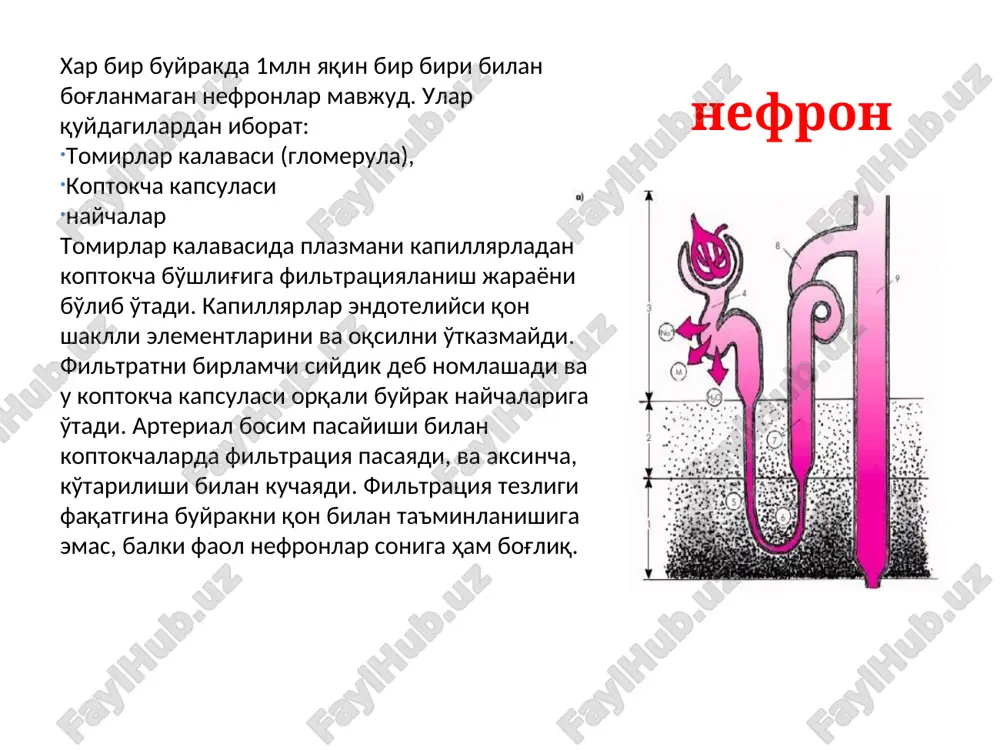 ilgan ta'sirli (2—4 sut) — spironolakton, eplerenon. siydik xaydash ta'sirini davomiyligiga qarab: 1. qisqa ta'sirli (4—8 s.) — furosemid, torasemid, etakrin kislotasi, mannit, mochevina va h.k. 2. o'rta ta'sirli (8—24 s.) — diakarb, triamteren, gidroxlortiazid, klopamid, indapamid va h.k. 3. uzoq ta'sirli (bir necha sutka) — xlortalidon, spironolakgon, eplerenon. osmotik diuretiklar (mannit, mochevina) ta'sir mexanizmi: qonning osmotik bosimi suyuqlikni to'qimali (interstitsial) sektordan tomir ichiga o'tishi ayuqx siydik ajralishini gormonal boshqaruvini o'zgarishi (aldosteron va vazopressin miqdori kamayadi, natriyuretik gormonni miqdori ko'payadi) koptokchalardagi filtratsiya kuchayadi va shu bilan bir vaqtda suv reabsorbtsiyasi pasayadi diurez kuchayadi osmotik diuretiklar (mannit, mochevina) ko'rsatmalar: 1) miya shishi 2) o'pkalar nokardiogen shish 3) ko'z ichi bosimini keskin oshishi 4) suvda eruvchan ksenobiotiklar bilan o'tkir zaxarlanie 5) gipovolemiya simptomlari bilan shok osmotik diuretiklar (mannit, mochevina)) nojo'ya ta'sirlari: 1) to'qimalar degidratatsiyasi 2) qonning qoldiq azotini oshishi(mochevina) qarshi ko'rsatmalar: 1) buyraklarning ajratish faoliyatini buzilishi 2) og'ir yurak etishmovchiligi 3) gipertoniya …